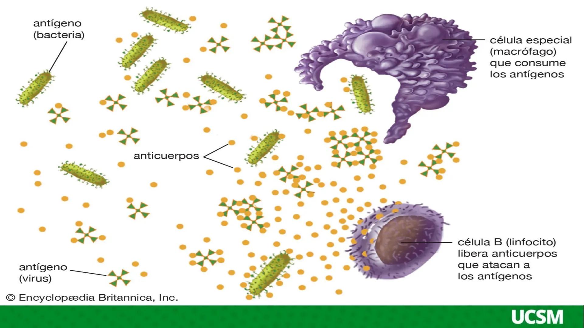 # Universidad Católica
de Santa María
# INMUNOLOGIA II
Mtro: FERNANDO TORRES VELA LA INFLAMACIÓN ES UNA RESPUESTA QUE SE PRODUCE CUANDO SE
