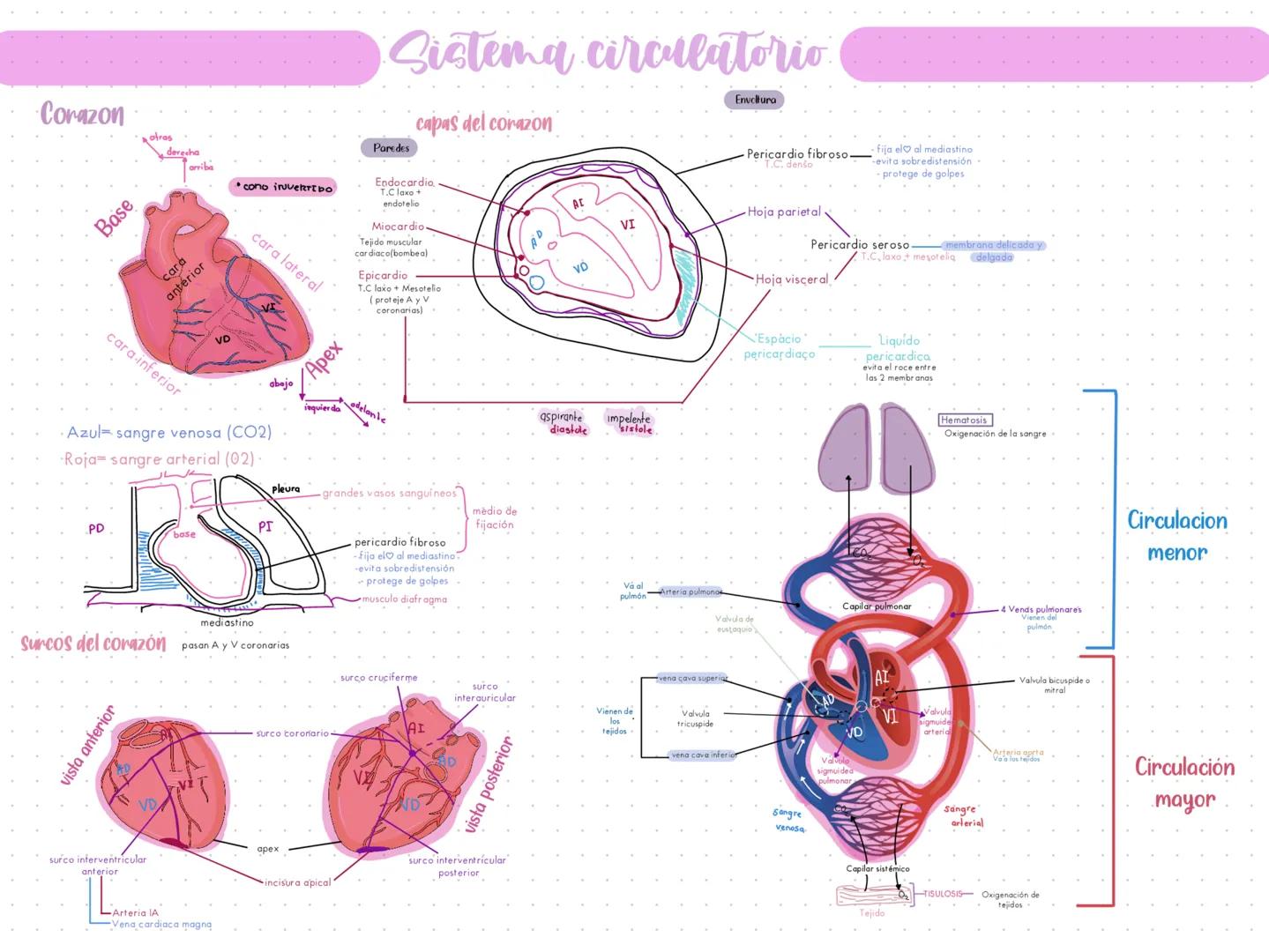 Corazon
Base
otras
derecha
orriba
cono inveRTIDO
Sistema circulatorio
Paredes
capas del corazon
Endocardia
T.C laxo
endotelio
Envoltura
Peri