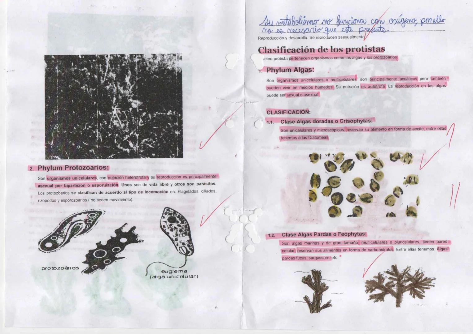 --- OCR Start ---
11
09 24
Dominio Eukarya
Reino protista o protatista
Planteamiento del
problema
Hipótesis
Indagación
1 Elabora un organiza