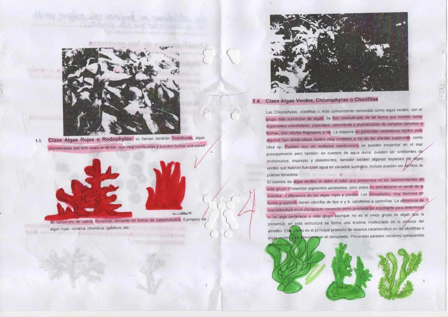 --- OCR Start ---
11
09 24
Dominio Eukarya
Reino protista o protatista
Planteamiento del
problema
Hipótesis
Indagación
1 Elabora un organiza