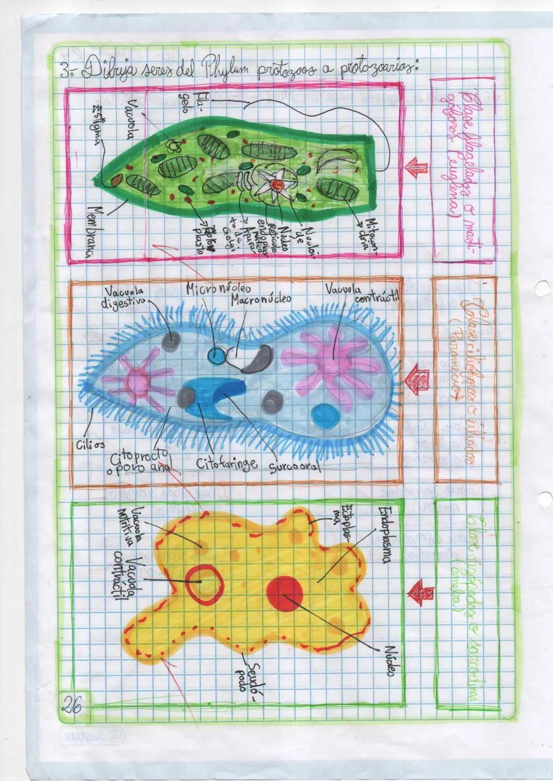 --- OCR Start ---
11
09 24
Dominio Eukarya
Reino protista o protatista
Planteamiento del
problema
Hipótesis
Indagación
1 Elabora un organiza