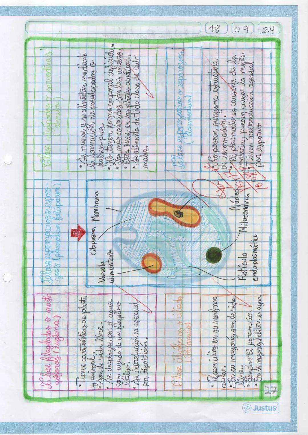 --- OCR Start ---
11
09 24
Dominio Eukarya
Reino protista o protatista
Planteamiento del
problema
Hipótesis
Indagación
1 Elabora un organiza