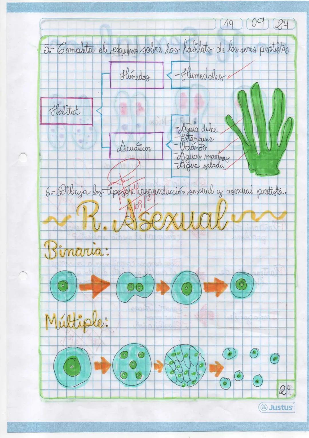 --- OCR Start ---
11
09 24
Dominio Eukarya
Reino protista o protatista
Planteamiento del
problema
Hipótesis
Indagación
1 Elabora un organiza