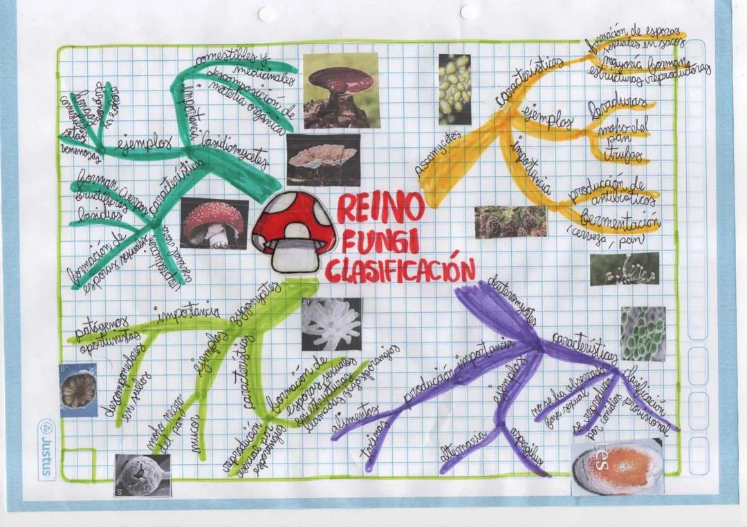 Reino fungi clasificación mapa mental 🍄