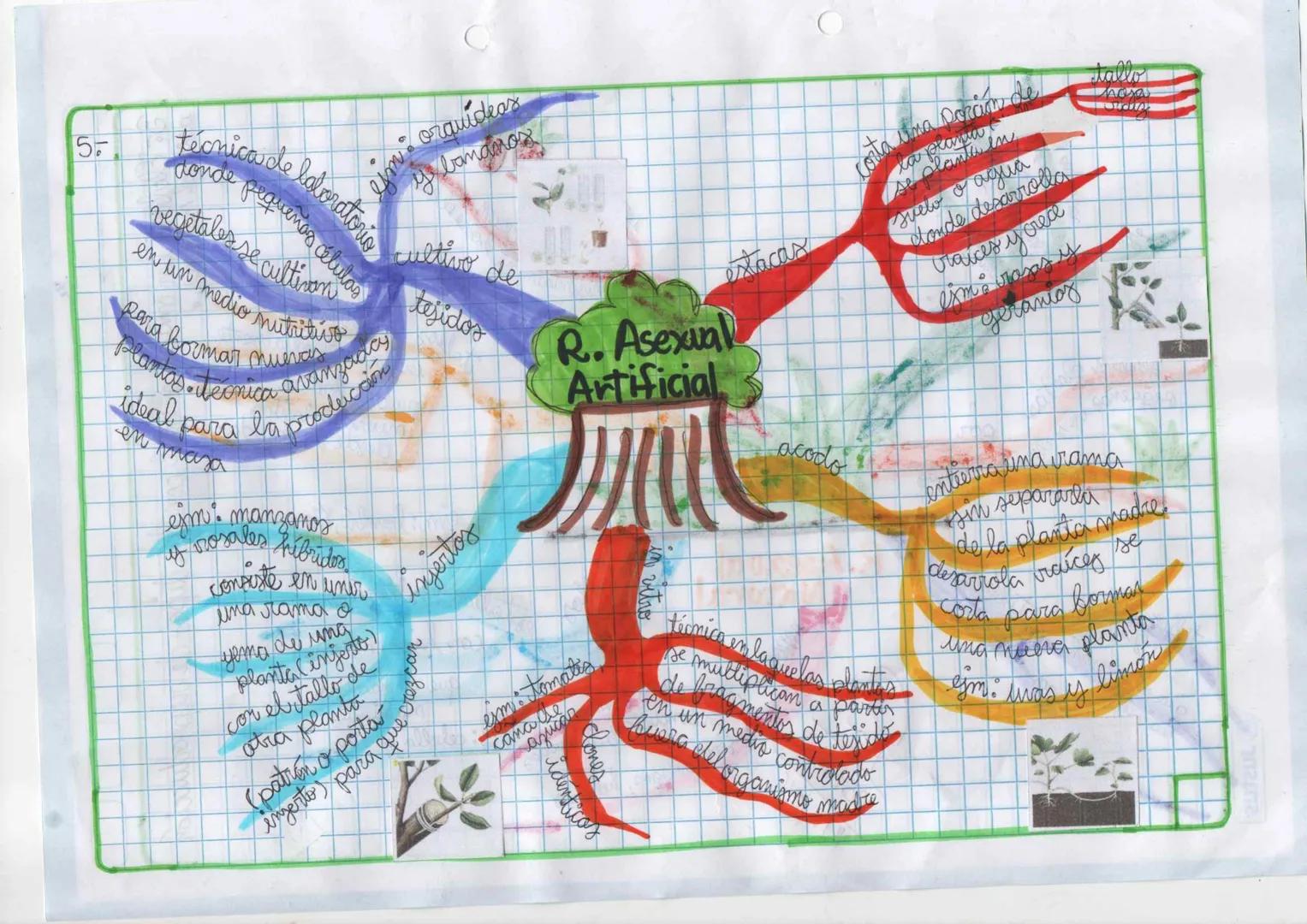 2
Blanca nueva
Orotar como una
desarrollar iraices y
se planta para y
de tallo co rama
se corla un itroso
esm: rosales
generan plantas
esque