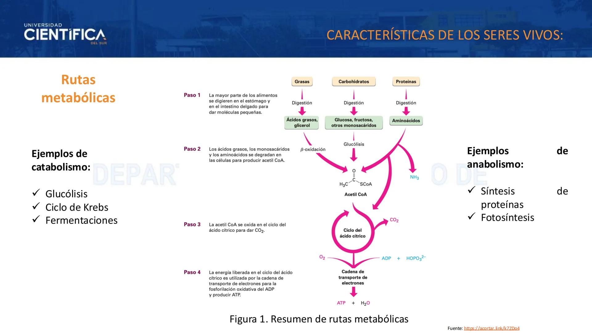 # UNIVERSIDAD
# CIENTÍFICA
DEL SUR
# BIOLOGÍA
Departamento Académico de Cursos Básicos
MEJORAS TÚ, MEJORA EL MUNDO. # UNIVERSIDAD
# CIENTÍFI