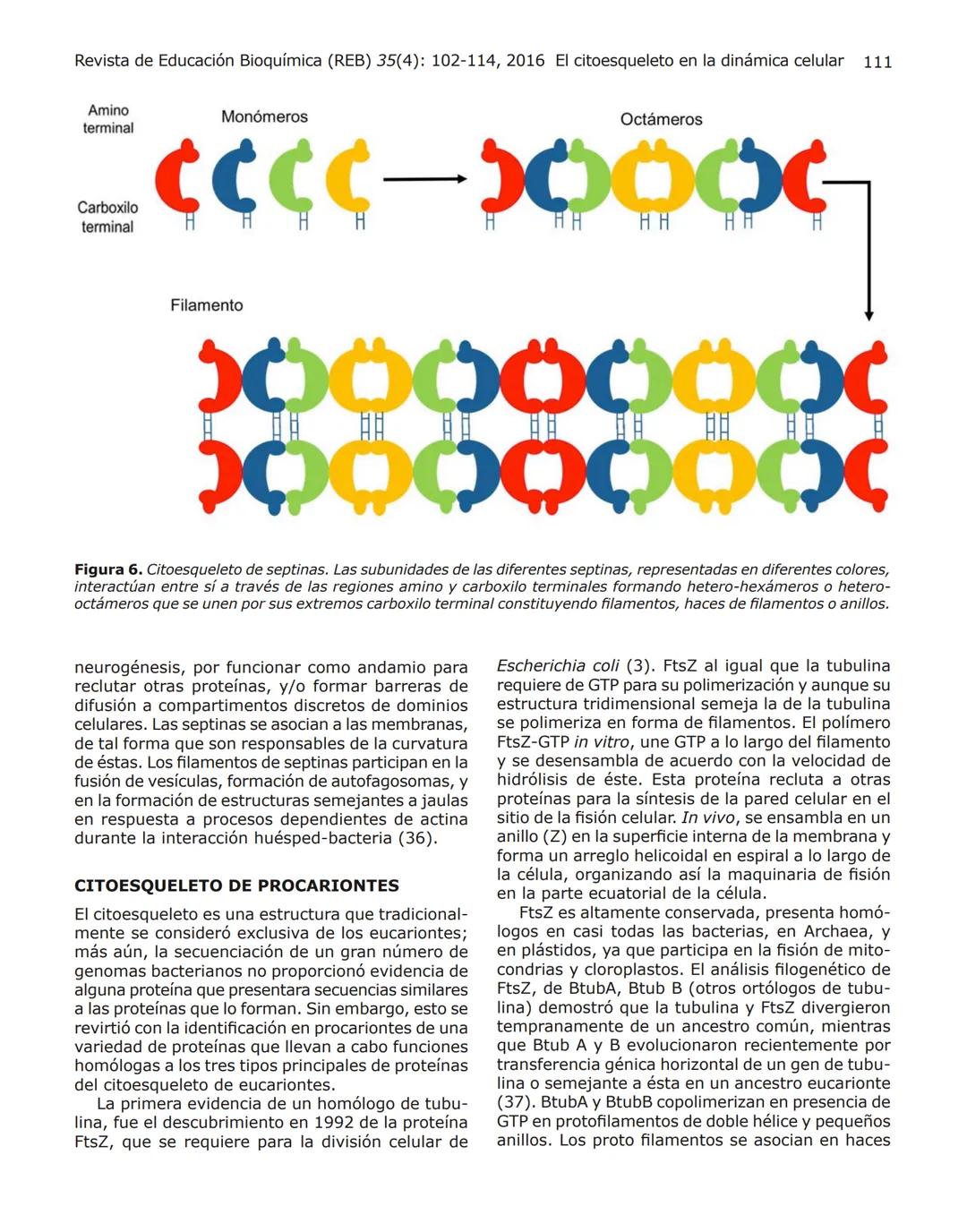 102
Revista de Educación Bioquímica (REB) 35(4):102-114, 2016
EL CITOESQUELETO: UN COMPONENTE FUNDAMENTAL
EN LA ARQUITECTURA Y EN LA FISIOLO