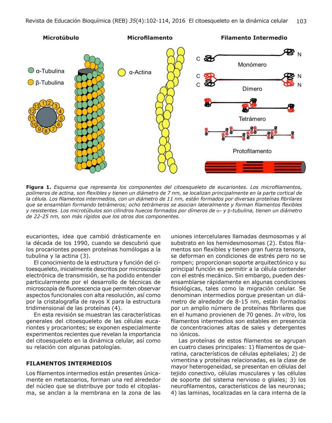 102
Revista de Educación Bioquímica (REB) 35(4):102-114, 2016
EL CITOESQUELETO: UN COMPONENTE FUNDAMENTAL
EN LA ARQUITECTURA Y EN LA FISIOLO