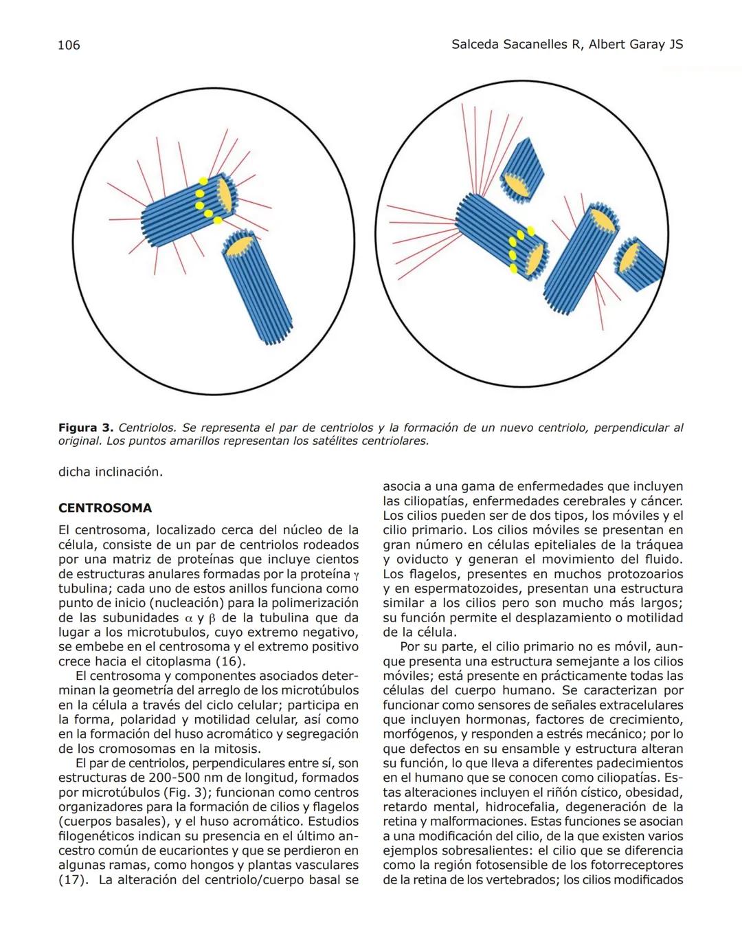 102
Revista de Educación Bioquímica (REB) 35(4):102-114, 2016
EL CITOESQUELETO: UN COMPONENTE FUNDAMENTAL
EN LA ARQUITECTURA Y EN LA FISIOLO