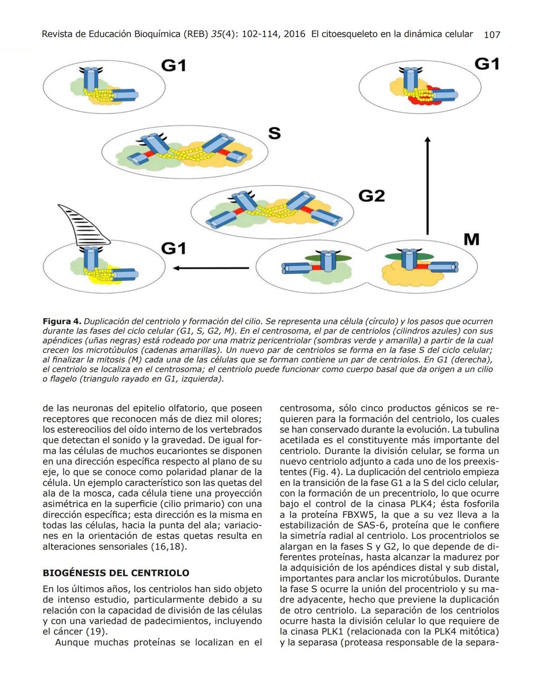 102
Revista de Educación Bioquímica (REB) 35(4):102-114, 2016
EL CITOESQUELETO: UN COMPONENTE FUNDAMENTAL
EN LA ARQUITECTURA Y EN LA FISIOLO
