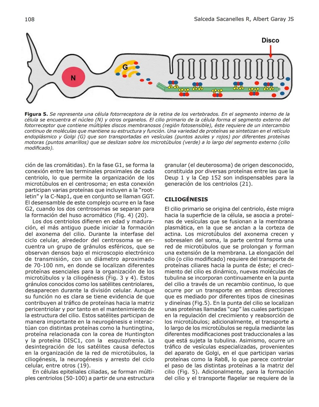 102
Revista de Educación Bioquímica (REB) 35(4):102-114, 2016
EL CITOESQUELETO: UN COMPONENTE FUNDAMENTAL
EN LA ARQUITECTURA Y EN LA FISIOLO