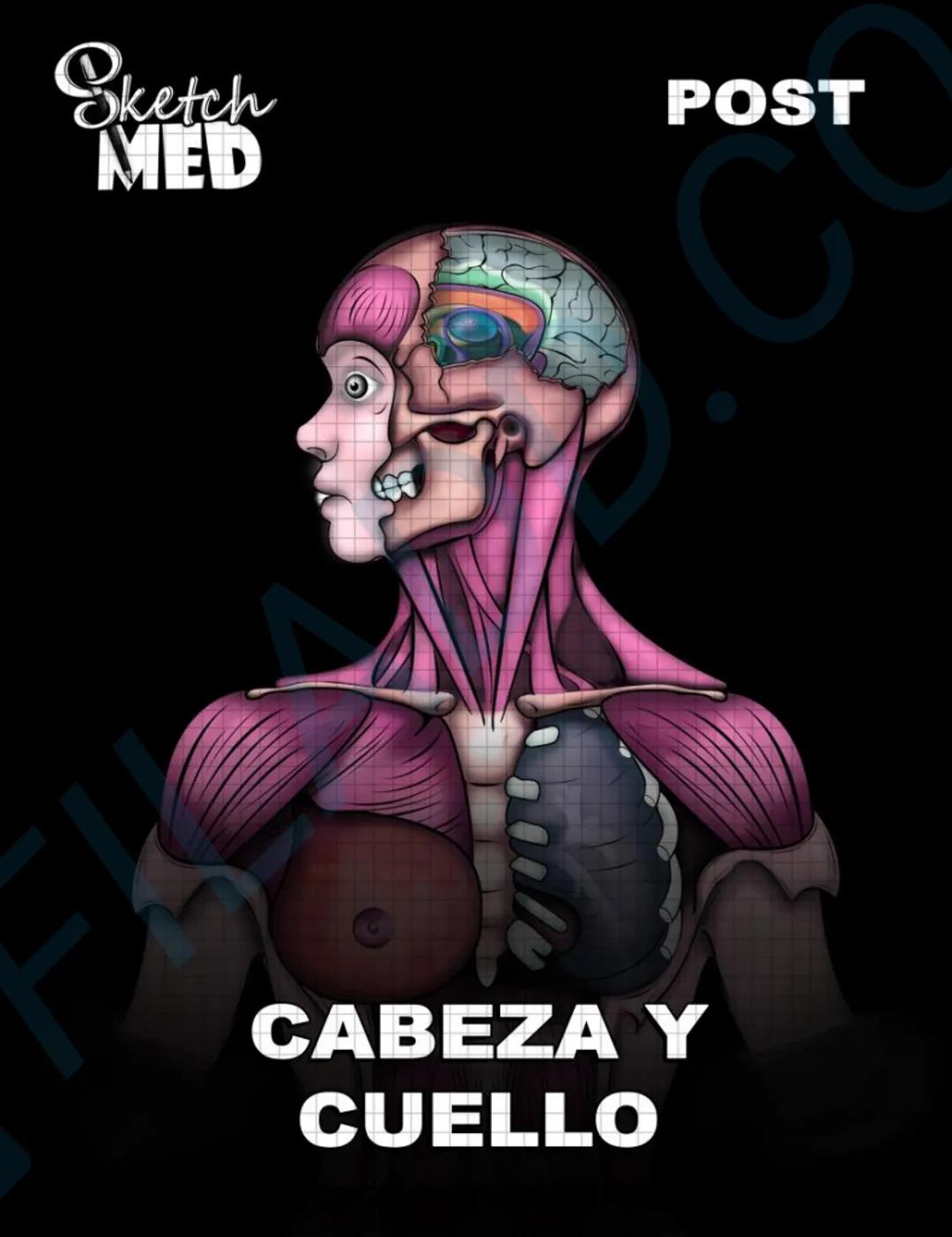 # Sketch MED
POST
CABEZAY
CUELLO MED
LENCUA
Dorso
Pliegue glosoepiglótico medial
Epiglotis
Pliegue glosoepiglótico lateral
Vallécula epigl
