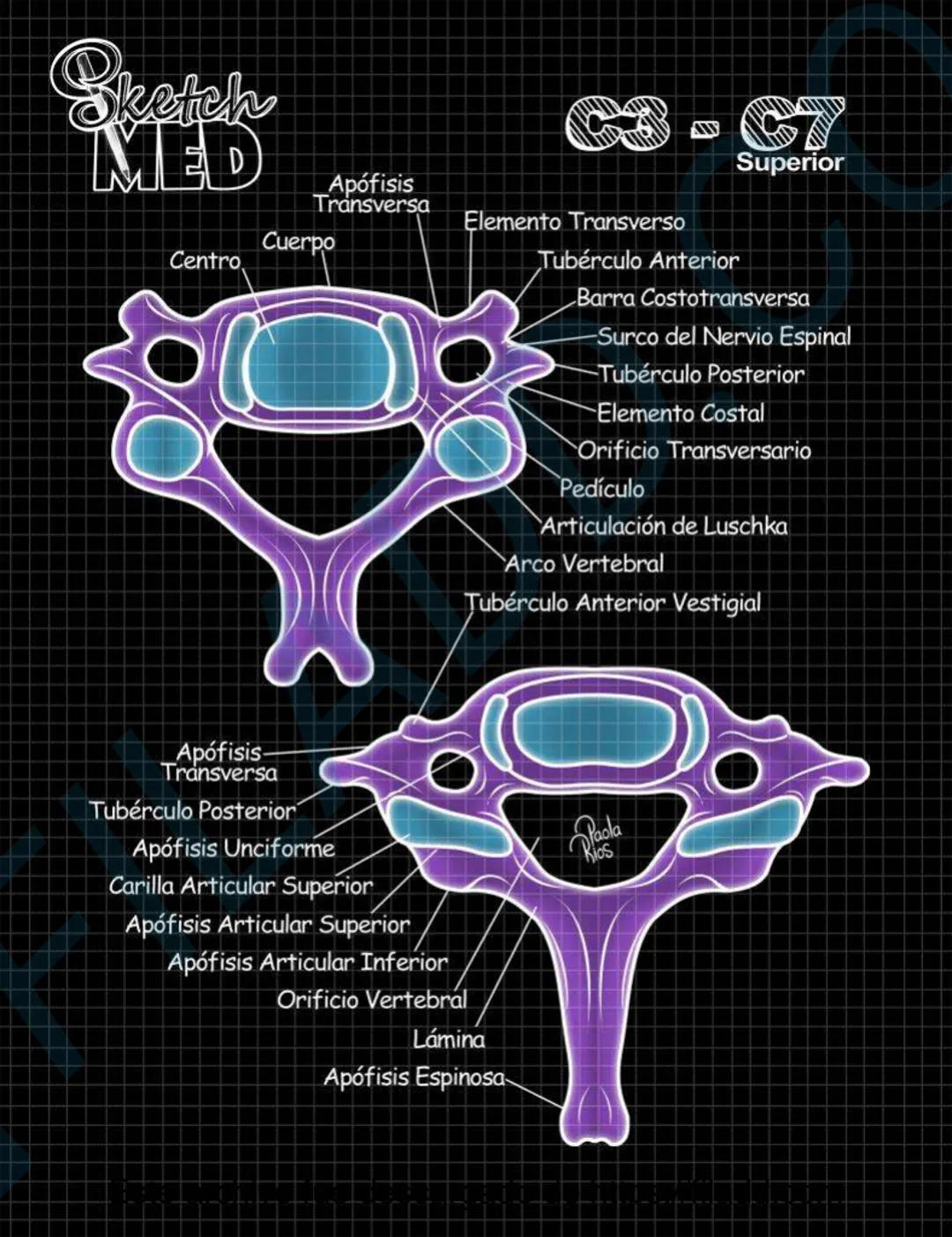 # Sketch MED
POST
CABEZAY
CUELLO MED
LENCUA
Dorso
Pliegue glosoepiglótico medial
Epiglotis
Pliegue glosoepiglótico lateral
Vallécula epigl