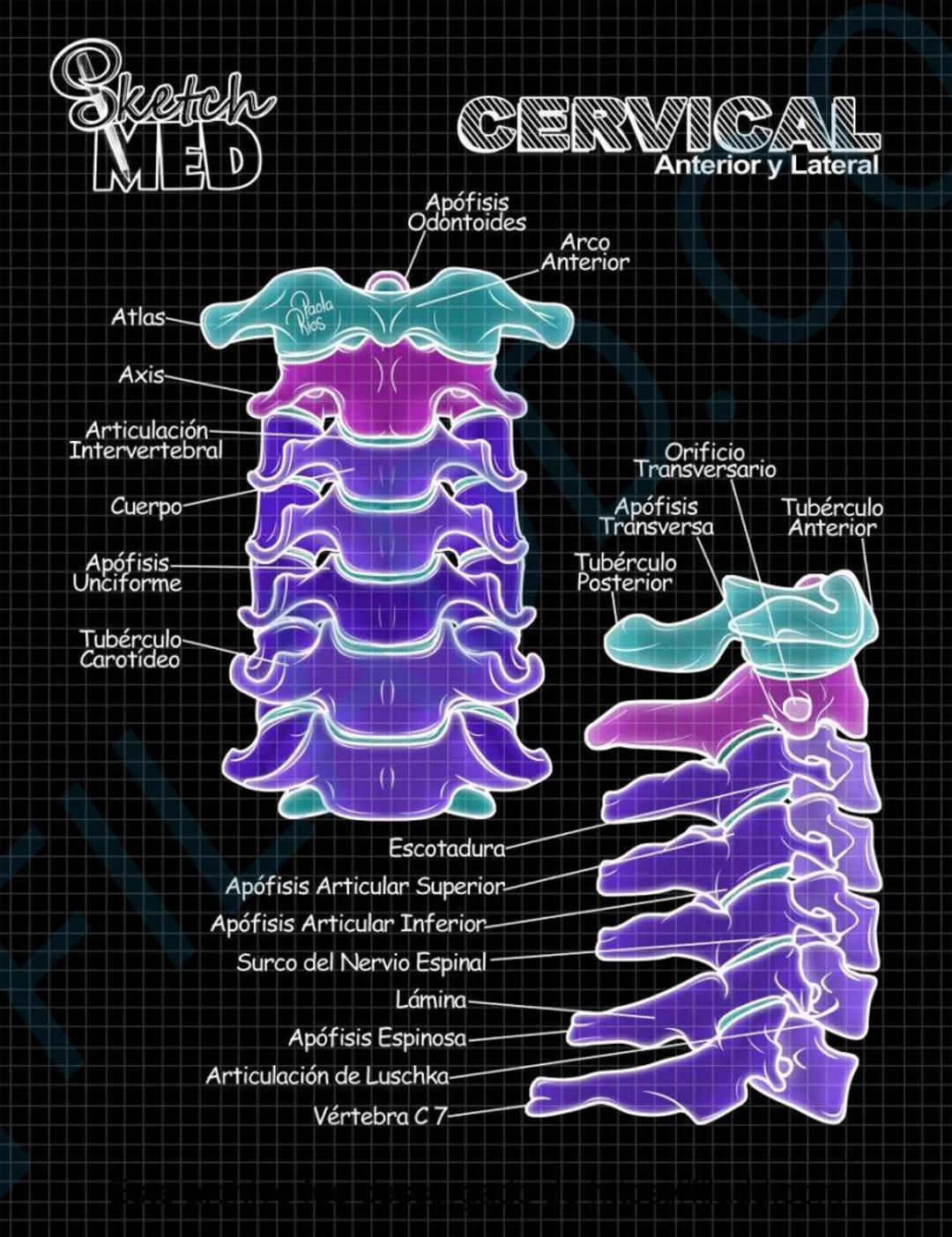 # Sketch MED
POST
CABEZAY
CUELLO MED
LENCUA
Dorso
Pliegue glosoepiglótico medial
Epiglotis
Pliegue glosoepiglótico lateral
Vallécula epigl