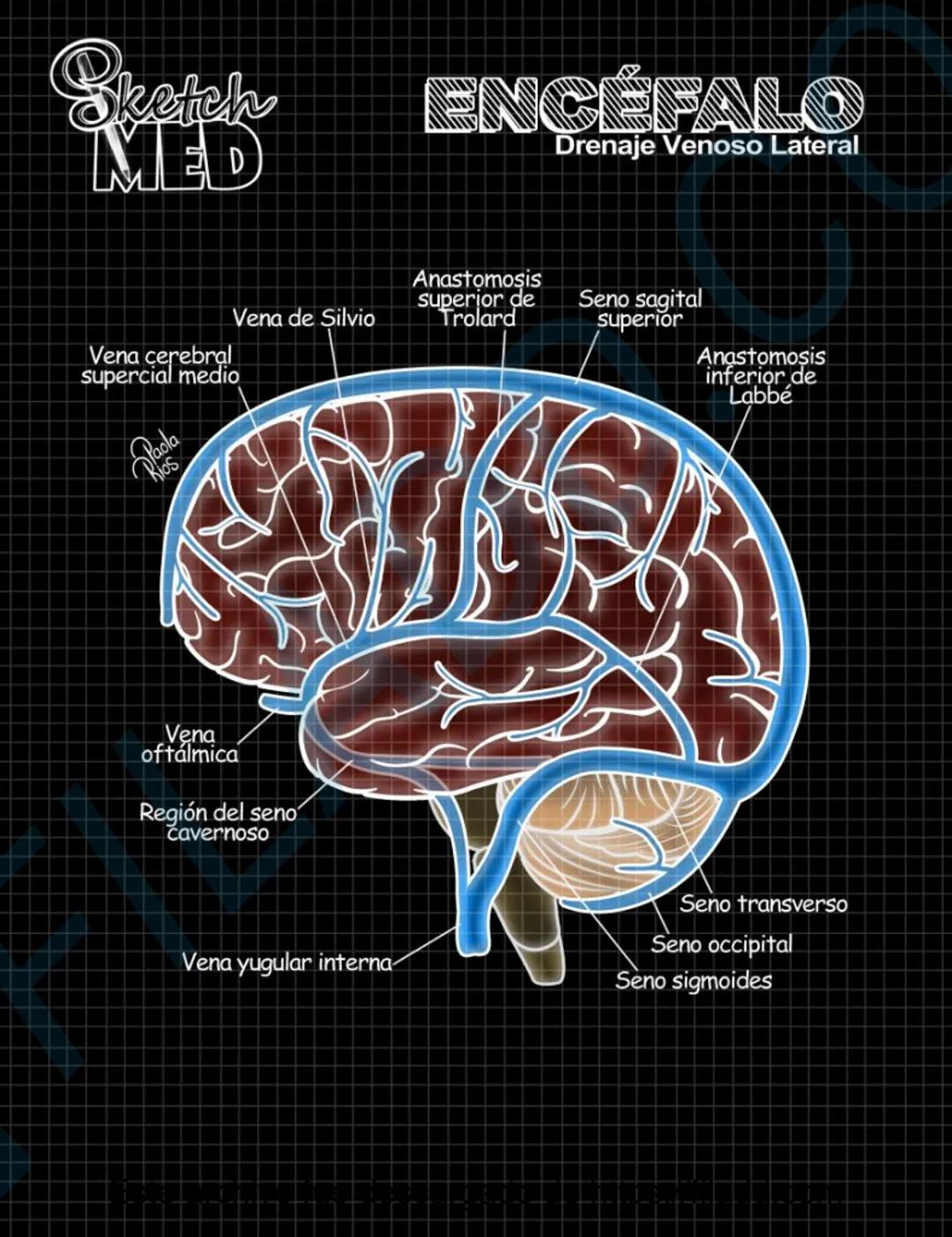 # Sketch MED
POST
CABEZAY
CUELLO MED
LENCUA
Dorso
Pliegue glosoepiglótico medial
Epiglotis
Pliegue glosoepiglótico lateral
Vallécula epigl