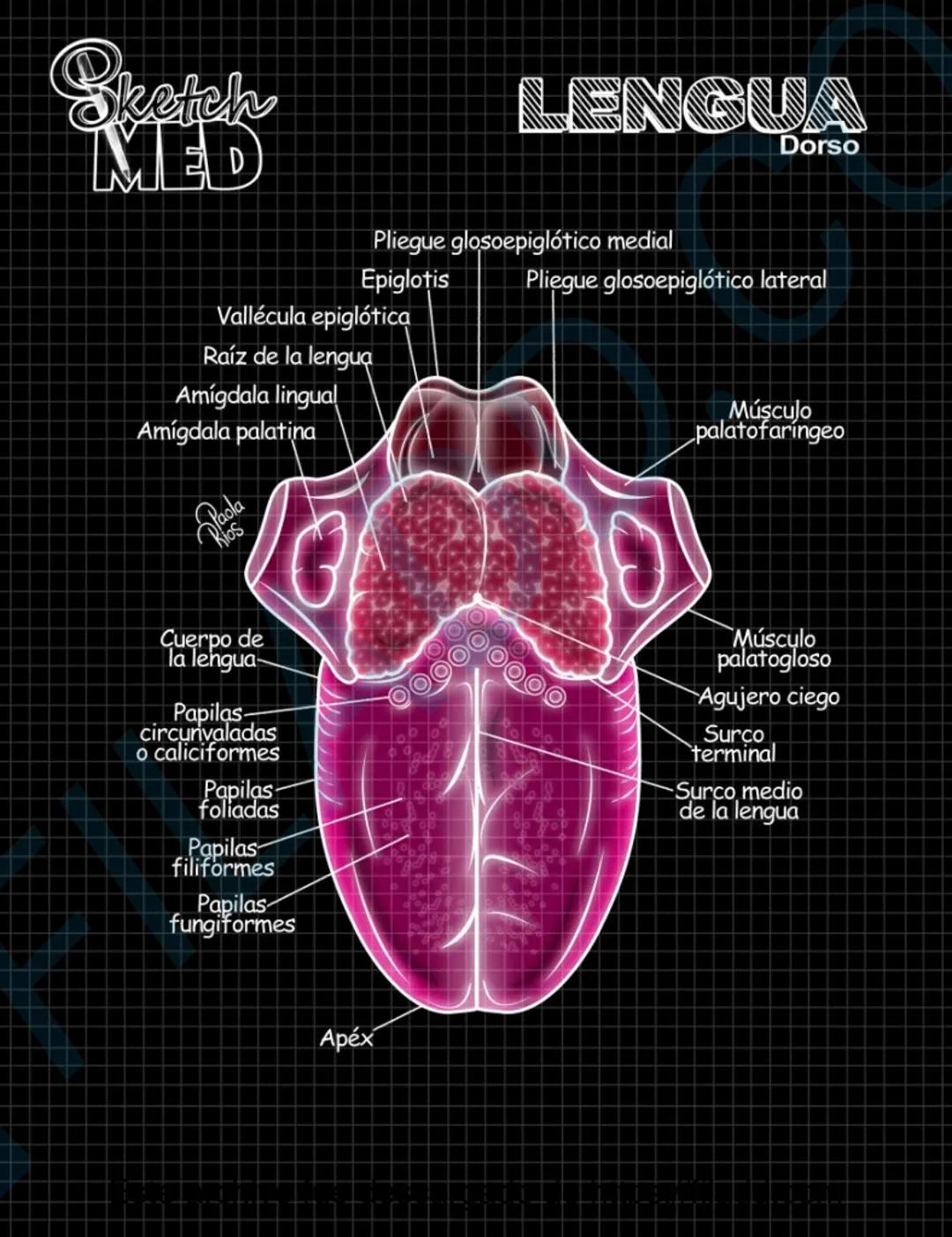 # Sketch MED
POST
CABEZAY
CUELLO MED
LENCUA
Dorso
Pliegue glosoepiglótico medial
Epiglotis
Pliegue glosoepiglótico lateral
Vallécula epigl