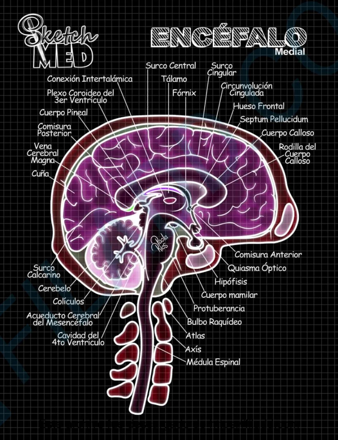 # Sketch MED
POST
CABEZAY
CUELLO MED
LENCUA
Dorso
Pliegue glosoepiglótico medial
Epiglotis
Pliegue glosoepiglótico lateral
Vallécula epigl