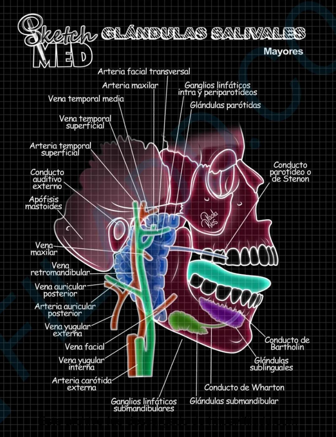 # Sketch MED
POST
CABEZAY
CUELLO MED
LENCUA
Dorso
Pliegue glosoepiglótico medial
Epiglotis
Pliegue glosoepiglótico lateral
Vallécula epigl