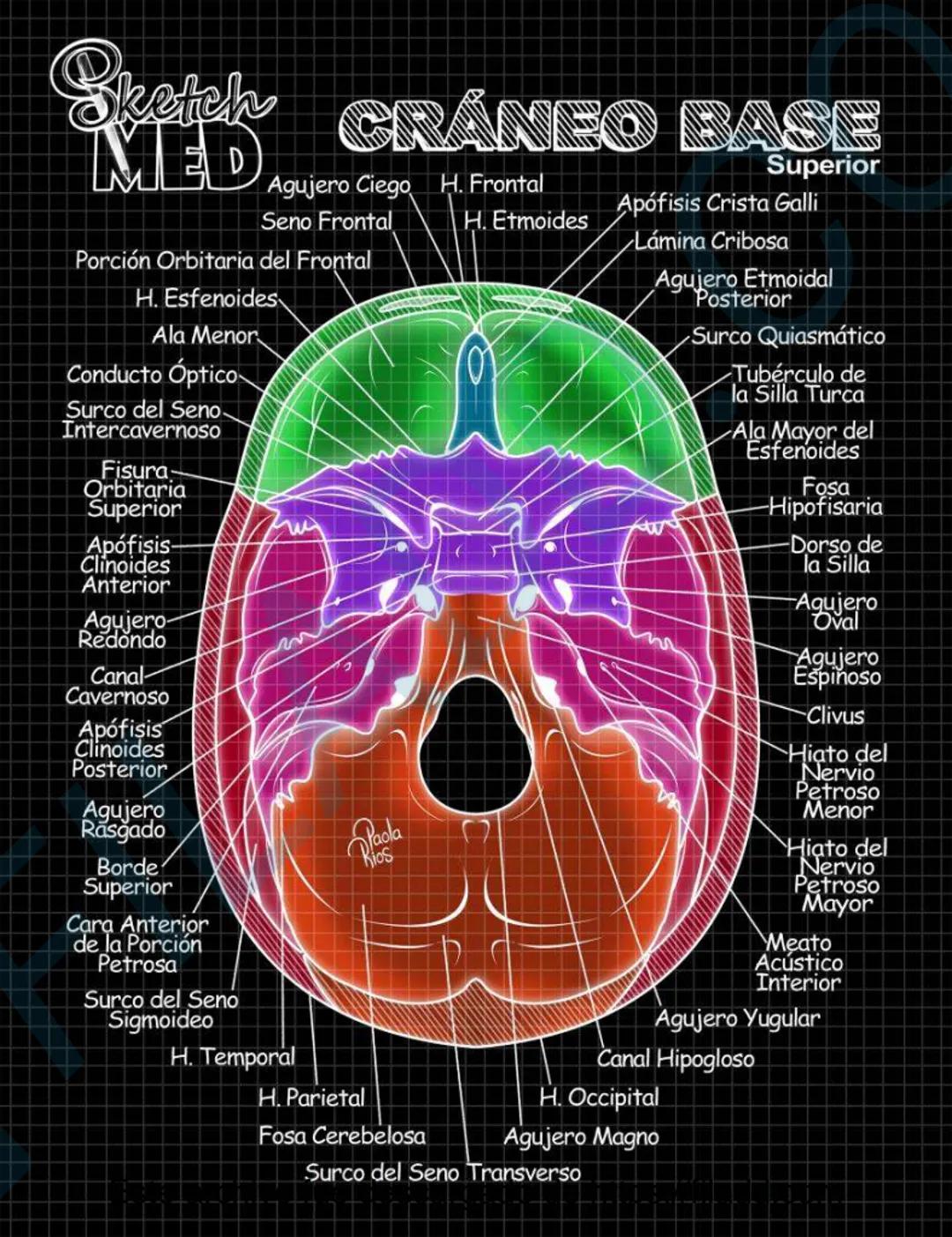 # Sketch MED
POST
CABEZAY
CUELLO MED
LENCUA
Dorso
Pliegue glosoepiglótico medial
Epiglotis
Pliegue glosoepiglótico lateral
Vallécula epigl