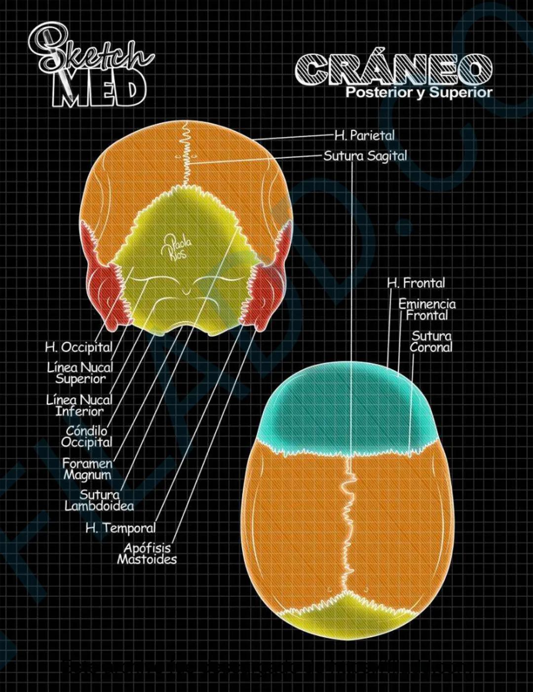 # Sketch MED
POST
CABEZAY
CUELLO MED
LENCUA
Dorso
Pliegue glosoepiglótico medial
Epiglotis
Pliegue glosoepiglótico lateral
Vallécula epigl