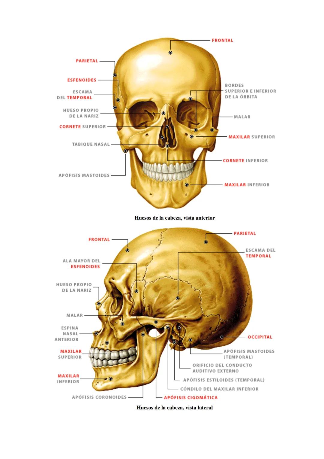 # SISTEMA ESQUELÉTICO: FUNCIONES. HUESOS: ESTRUCTURA Y CLASIFICACIÓN.
HISTOLOGIA DEL TEJIDO ÓSEO: CÉLULAS, TEJIDO ÓSEO COMPACTO Y TEJIDO
ÓSE