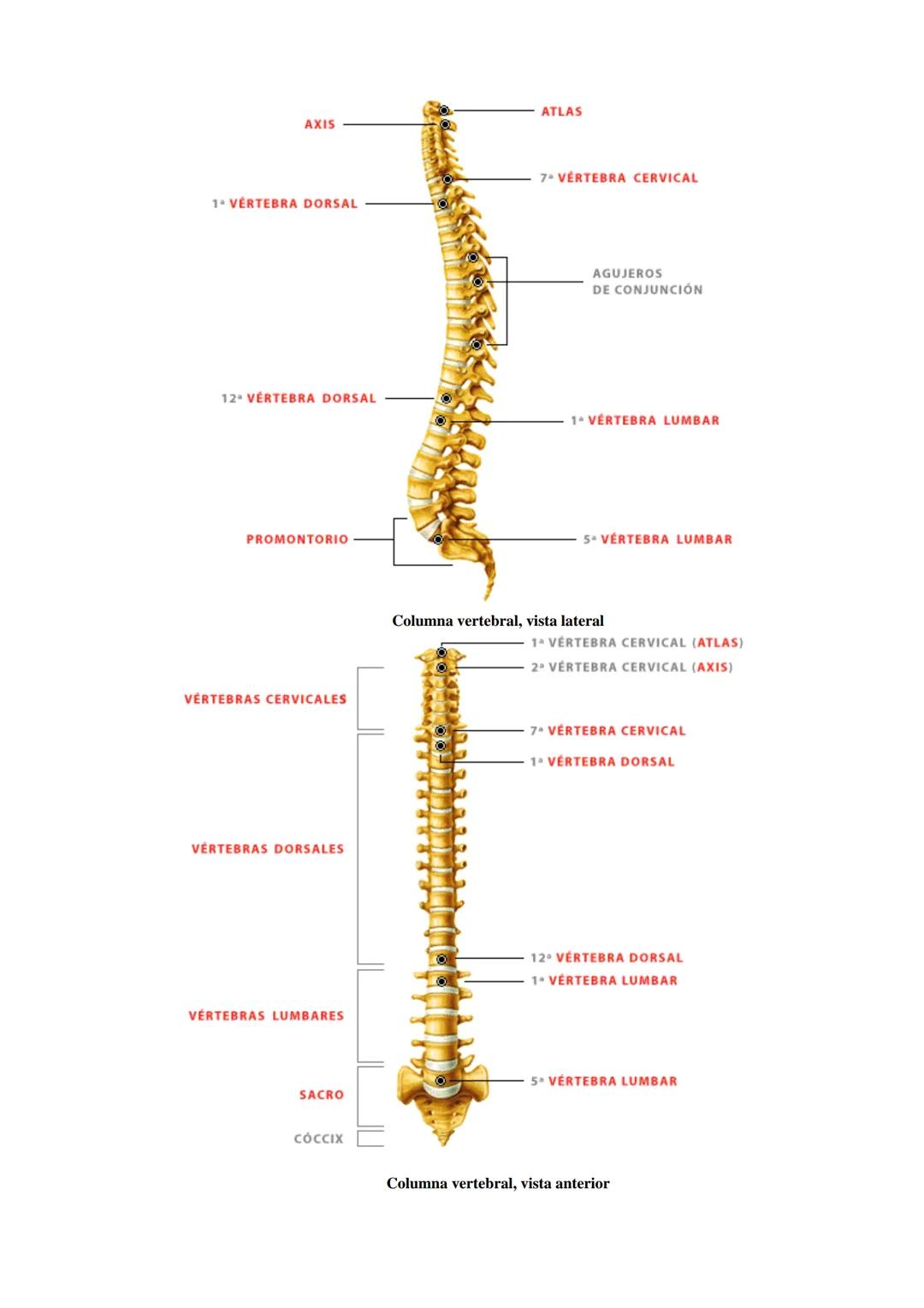 # SISTEMA ESQUELÉTICO: FUNCIONES. HUESOS: ESTRUCTURA Y CLASIFICACIÓN.
HISTOLOGIA DEL TEJIDO ÓSEO: CÉLULAS, TEJIDO ÓSEO COMPACTO Y TEJIDO
ÓSE