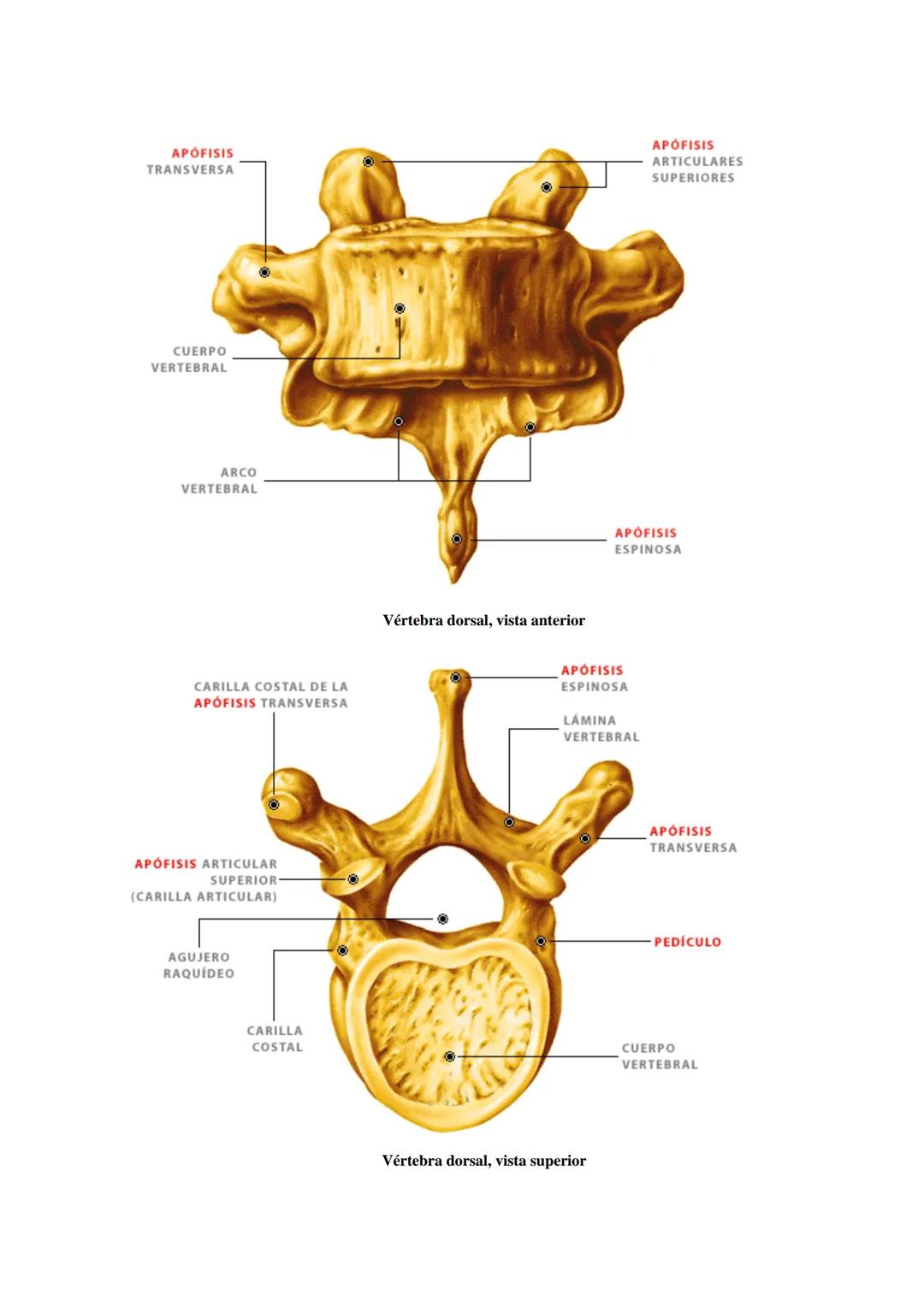 # SISTEMA ESQUELÉTICO: FUNCIONES. HUESOS: ESTRUCTURA Y CLASIFICACIÓN.
HISTOLOGIA DEL TEJIDO ÓSEO: CÉLULAS, TEJIDO ÓSEO COMPACTO Y TEJIDO
ÓSE