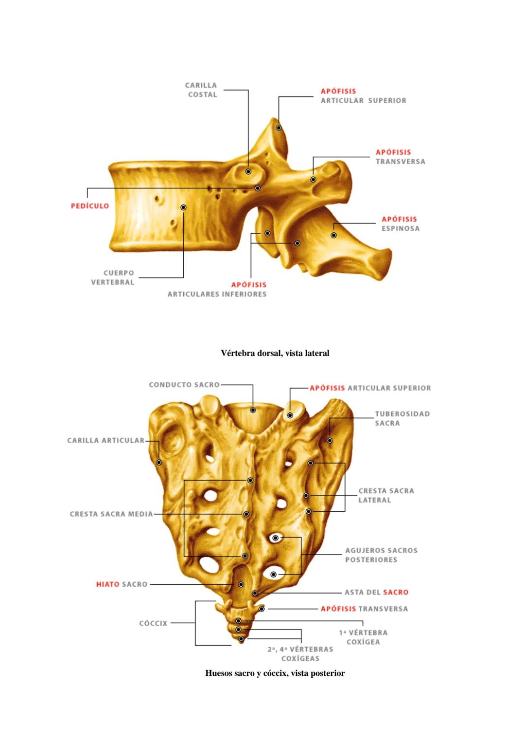 # SISTEMA ESQUELÉTICO: FUNCIONES. HUESOS: ESTRUCTURA Y CLASIFICACIÓN.
HISTOLOGIA DEL TEJIDO ÓSEO: CÉLULAS, TEJIDO ÓSEO COMPACTO Y TEJIDO
ÓSE