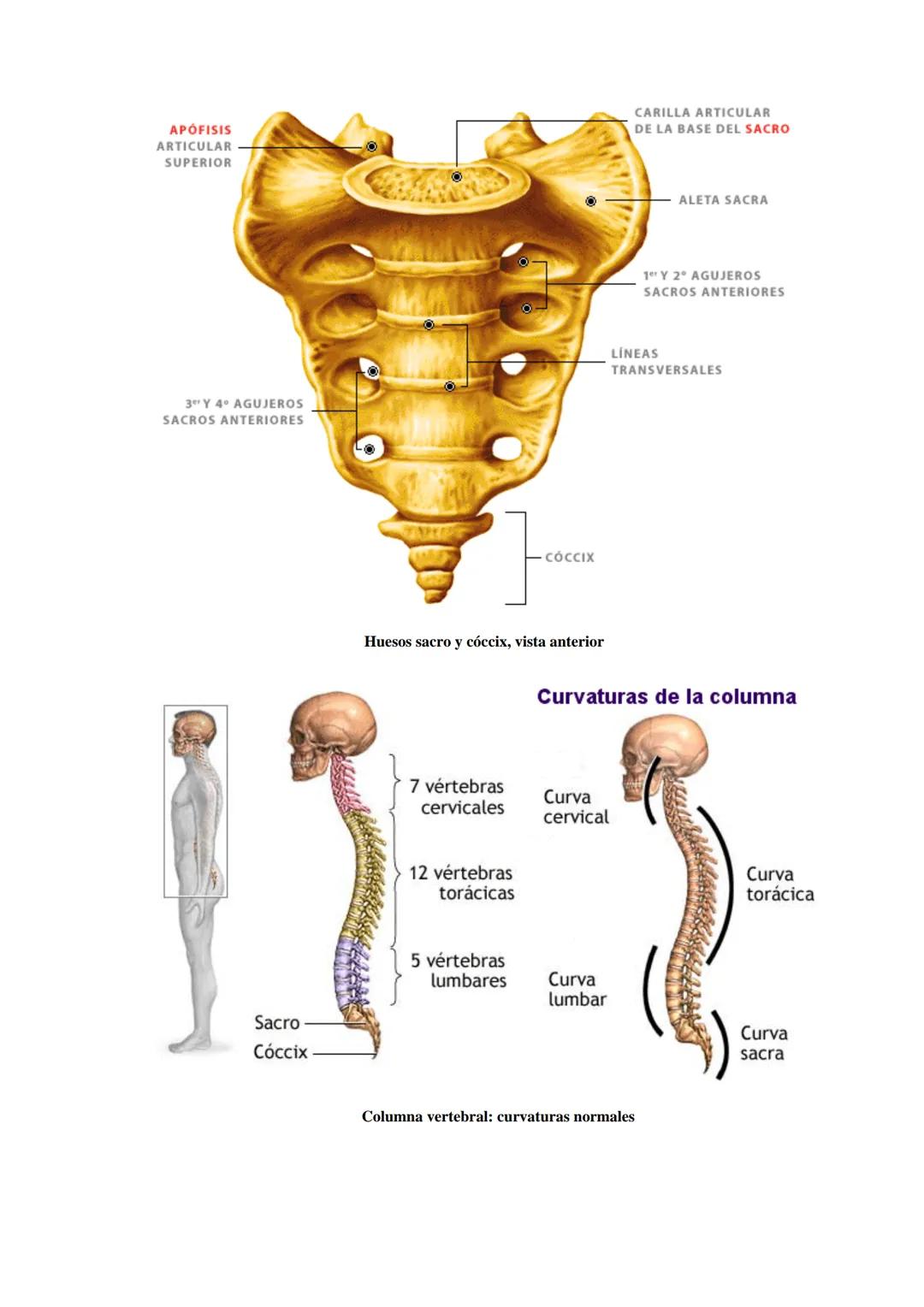 # SISTEMA ESQUELÉTICO: FUNCIONES. HUESOS: ESTRUCTURA Y CLASIFICACIÓN.
HISTOLOGIA DEL TEJIDO ÓSEO: CÉLULAS, TEJIDO ÓSEO COMPACTO Y TEJIDO
ÓSE