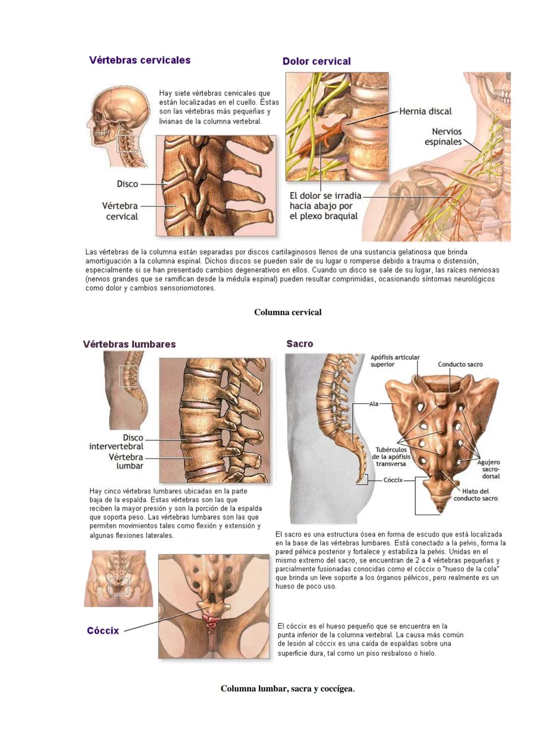 # SISTEMA ESQUELÉTICO: FUNCIONES. HUESOS: ESTRUCTURA Y CLASIFICACIÓN.
HISTOLOGIA DEL TEJIDO ÓSEO: CÉLULAS, TEJIDO ÓSEO COMPACTO Y TEJIDO
ÓSE
