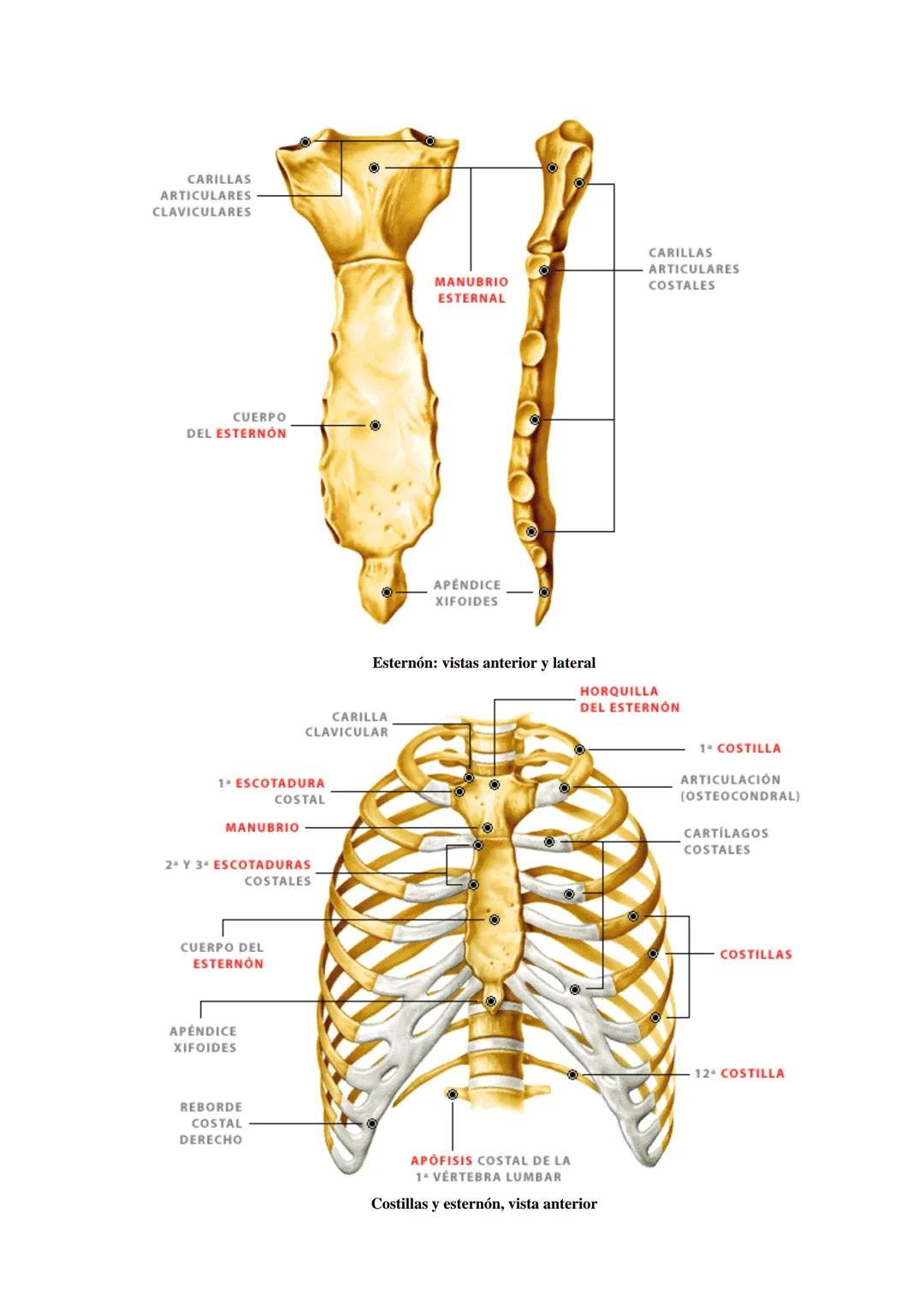 # SISTEMA ESQUELÉTICO: FUNCIONES. HUESOS: ESTRUCTURA Y CLASIFICACIÓN.
HISTOLOGIA DEL TEJIDO ÓSEO: CÉLULAS, TEJIDO ÓSEO COMPACTO Y TEJIDO
ÓSE