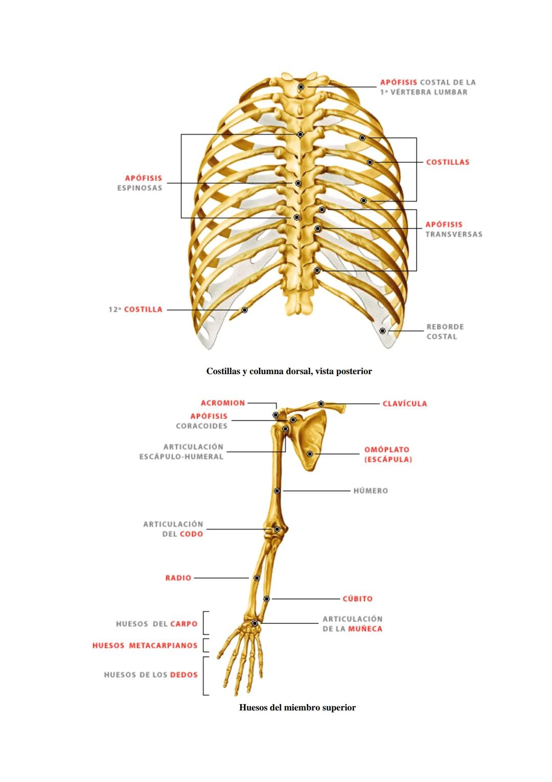 # SISTEMA ESQUELÉTICO: FUNCIONES. HUESOS: ESTRUCTURA Y CLASIFICACIÓN.
HISTOLOGIA DEL TEJIDO ÓSEO: CÉLULAS, TEJIDO ÓSEO COMPACTO Y TEJIDO
ÓSE