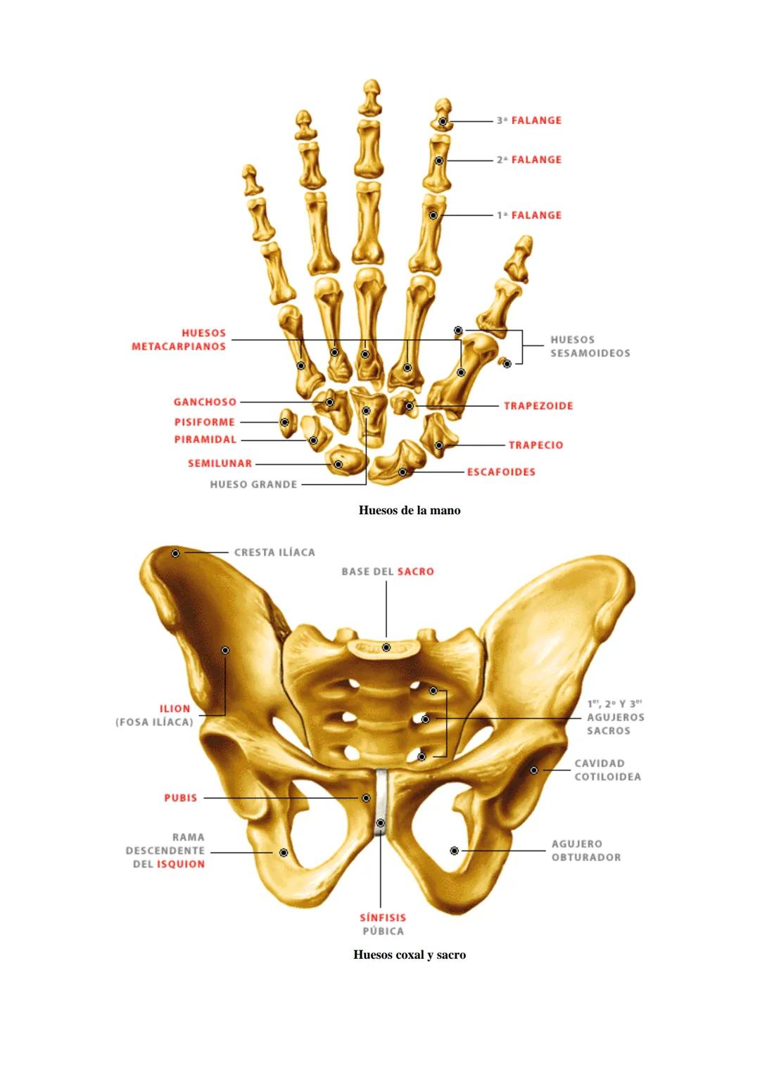# SISTEMA ESQUELÉTICO: FUNCIONES. HUESOS: ESTRUCTURA Y CLASIFICACIÓN.
HISTOLOGIA DEL TEJIDO ÓSEO: CÉLULAS, TEJIDO ÓSEO COMPACTO Y TEJIDO
ÓSE