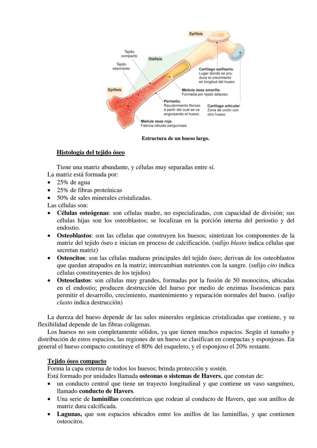 # SISTEMA ESQUELÉTICO: FUNCIONES. HUESOS: ESTRUCTURA Y CLASIFICACIÓN.
HISTOLOGIA DEL TEJIDO ÓSEO: CÉLULAS, TEJIDO ÓSEO COMPACTO Y TEJIDO
ÓSE