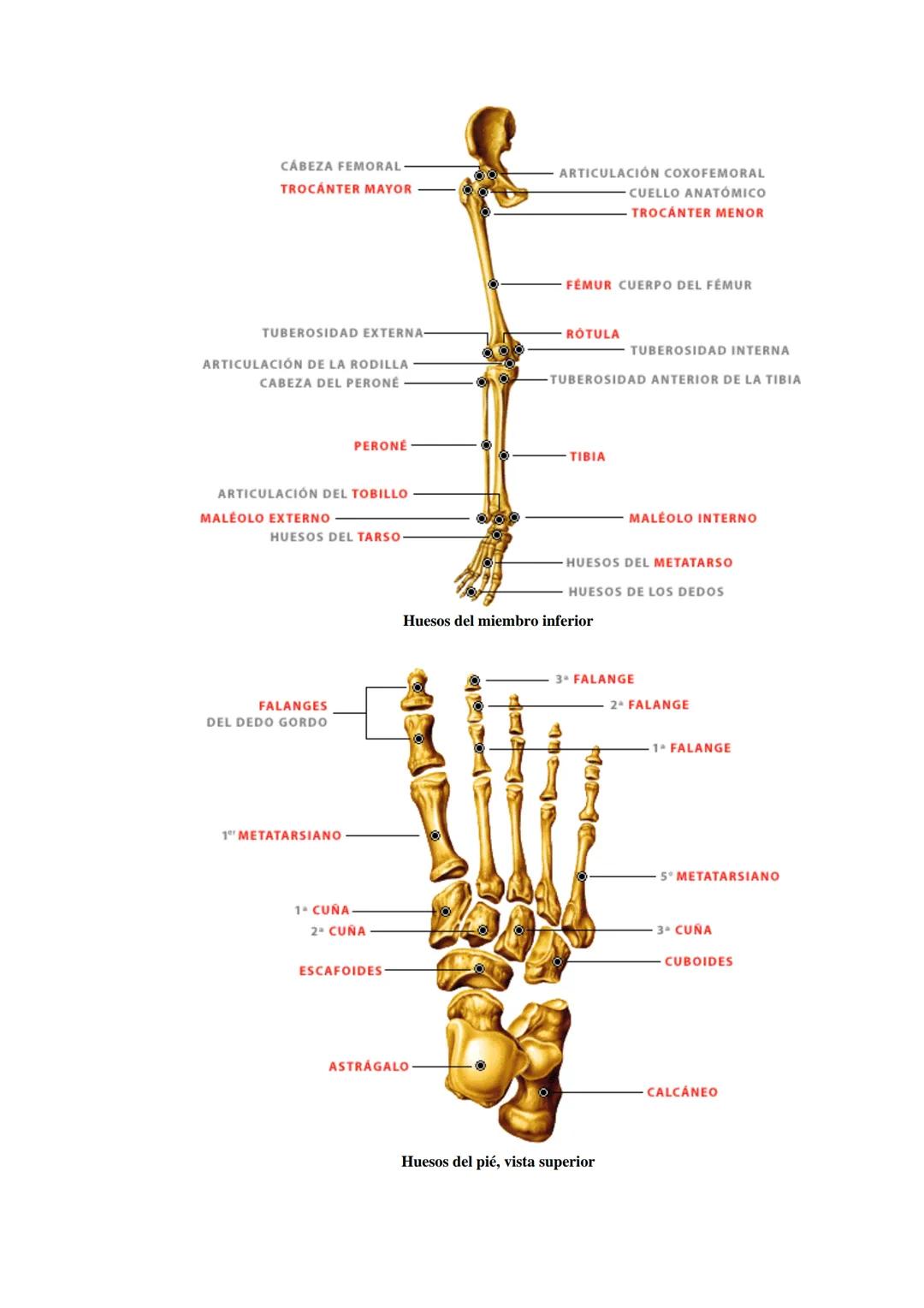 # SISTEMA ESQUELÉTICO: FUNCIONES. HUESOS: ESTRUCTURA Y CLASIFICACIÓN.
HISTOLOGIA DEL TEJIDO ÓSEO: CÉLULAS, TEJIDO ÓSEO COMPACTO Y TEJIDO
ÓSE