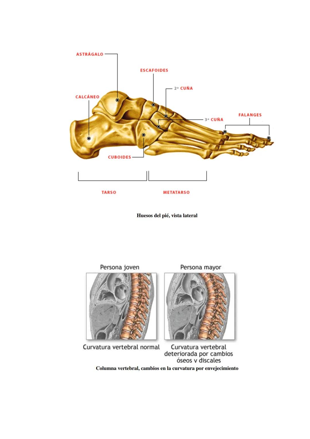 # SISTEMA ESQUELÉTICO: FUNCIONES. HUESOS: ESTRUCTURA Y CLASIFICACIÓN.
HISTOLOGIA DEL TEJIDO ÓSEO: CÉLULAS, TEJIDO ÓSEO COMPACTO Y TEJIDO
ÓSE