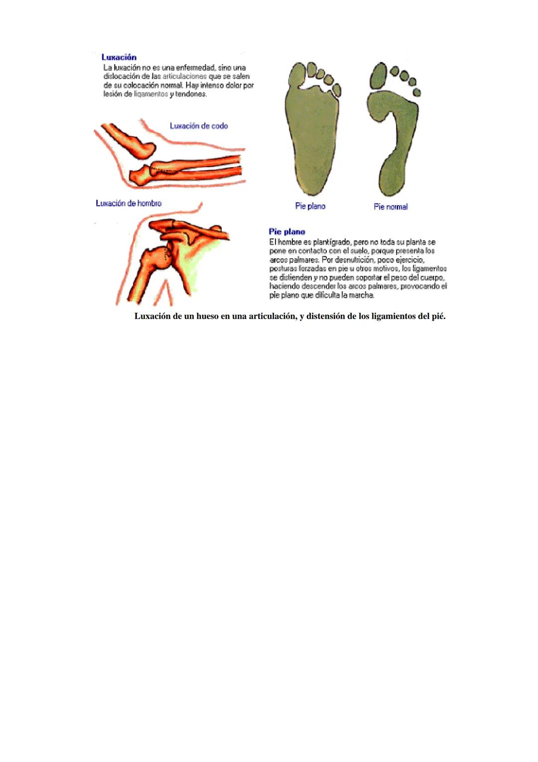# SISTEMA ESQUELÉTICO: FUNCIONES. HUESOS: ESTRUCTURA Y CLASIFICACIÓN.
HISTOLOGIA DEL TEJIDO ÓSEO: CÉLULAS, TEJIDO ÓSEO COMPACTO Y TEJIDO
ÓSE