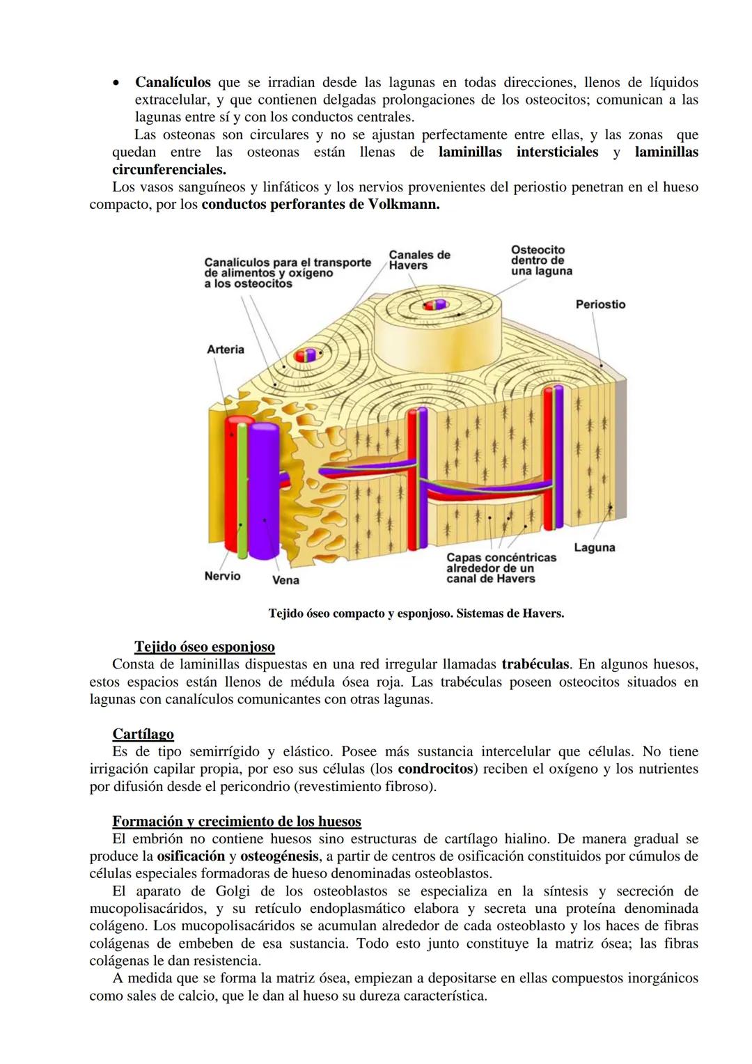 # SISTEMA ESQUELÉTICO: FUNCIONES. HUESOS: ESTRUCTURA Y CLASIFICACIÓN.
HISTOLOGIA DEL TEJIDO ÓSEO: CÉLULAS, TEJIDO ÓSEO COMPACTO Y TEJIDO
ÓSE