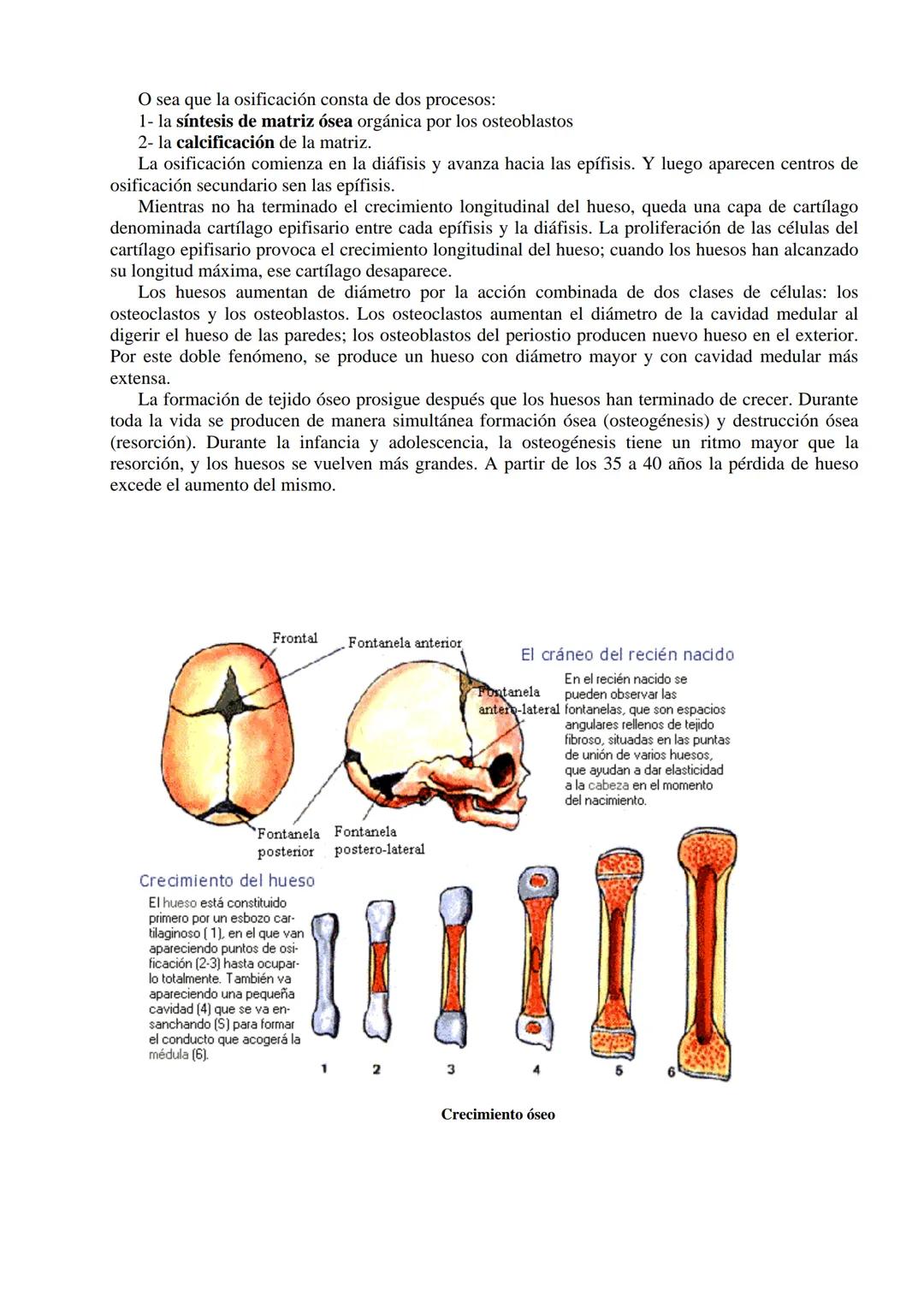 # SISTEMA ESQUELÉTICO: FUNCIONES. HUESOS: ESTRUCTURA Y CLASIFICACIÓN.
HISTOLOGIA DEL TEJIDO ÓSEO: CÉLULAS, TEJIDO ÓSEO COMPACTO Y TEJIDO
ÓSE