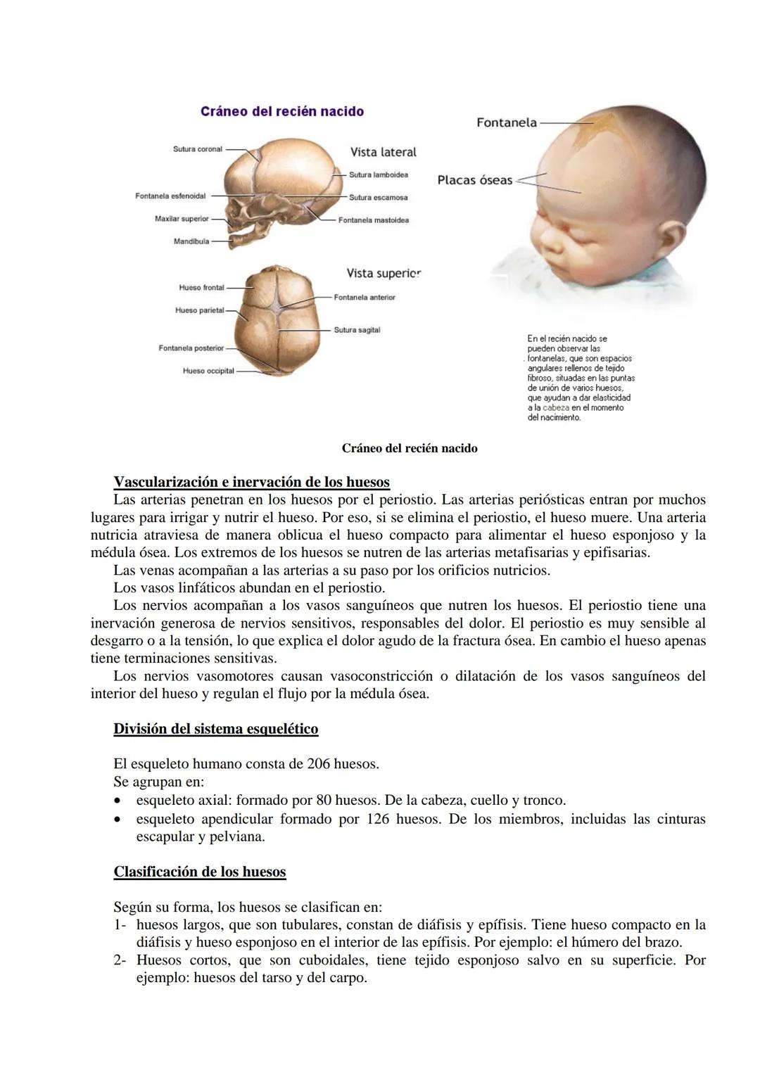 # SISTEMA ESQUELÉTICO: FUNCIONES. HUESOS: ESTRUCTURA Y CLASIFICACIÓN.
HISTOLOGIA DEL TEJIDO ÓSEO: CÉLULAS, TEJIDO ÓSEO COMPACTO Y TEJIDO
ÓSE