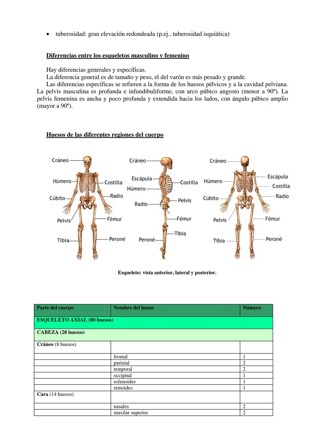 # SISTEMA ESQUELÉTICO: FUNCIONES. HUESOS: ESTRUCTURA Y CLASIFICACIÓN.
HISTOLOGIA DEL TEJIDO ÓSEO: CÉLULAS, TEJIDO ÓSEO COMPACTO Y TEJIDO
ÓSE