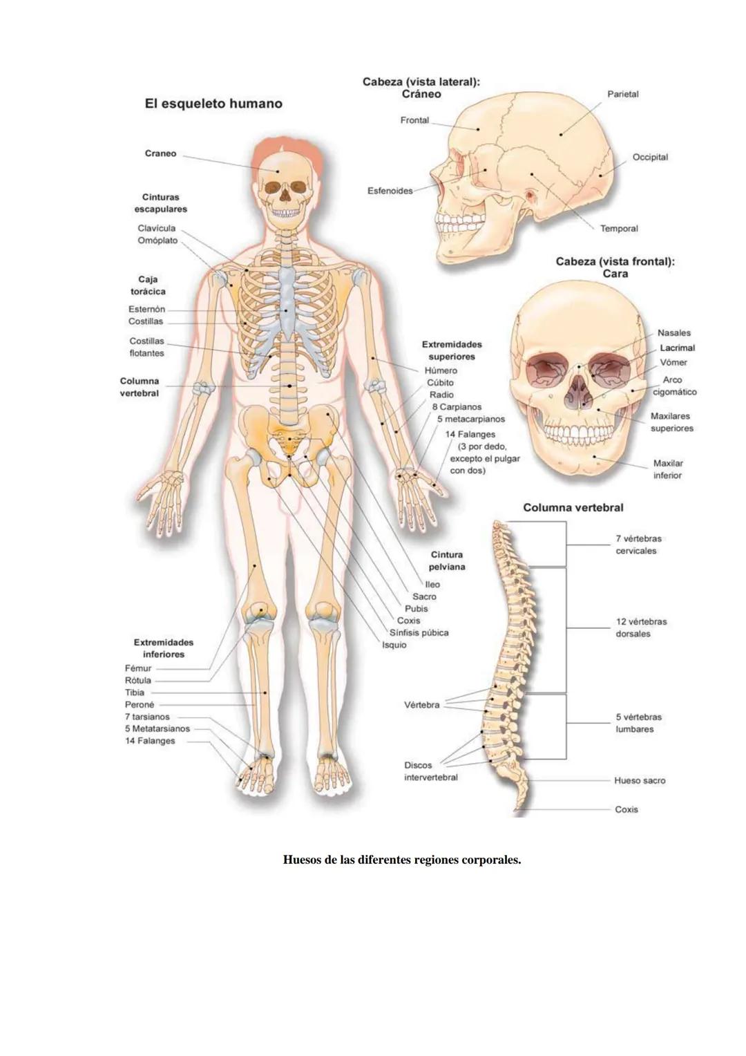 # SISTEMA ESQUELÉTICO: FUNCIONES. HUESOS: ESTRUCTURA Y CLASIFICACIÓN.
HISTOLOGIA DEL TEJIDO ÓSEO: CÉLULAS, TEJIDO ÓSEO COMPACTO Y TEJIDO
ÓSE