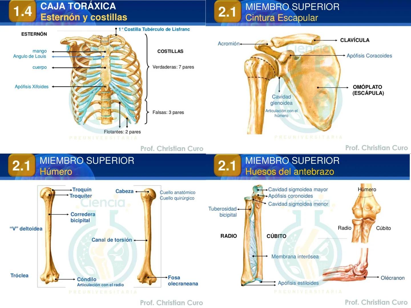 # ANATOMÍA HUMANA
# SISTEMA ÓSEO
Ciencia.
PREUNIVERSITARIA
Prof. Christian Curo
Capítulo 02
# SISTEMA ÓSEO
Conjunto de estructuras rígidas q