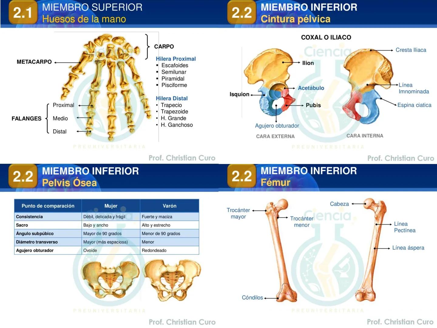 # ANATOMÍA HUMANA
# SISTEMA ÓSEO
Ciencia.
PREUNIVERSITARIA
Prof. Christian Curo
Capítulo 02
# SISTEMA ÓSEO
Conjunto de estructuras rígidas q