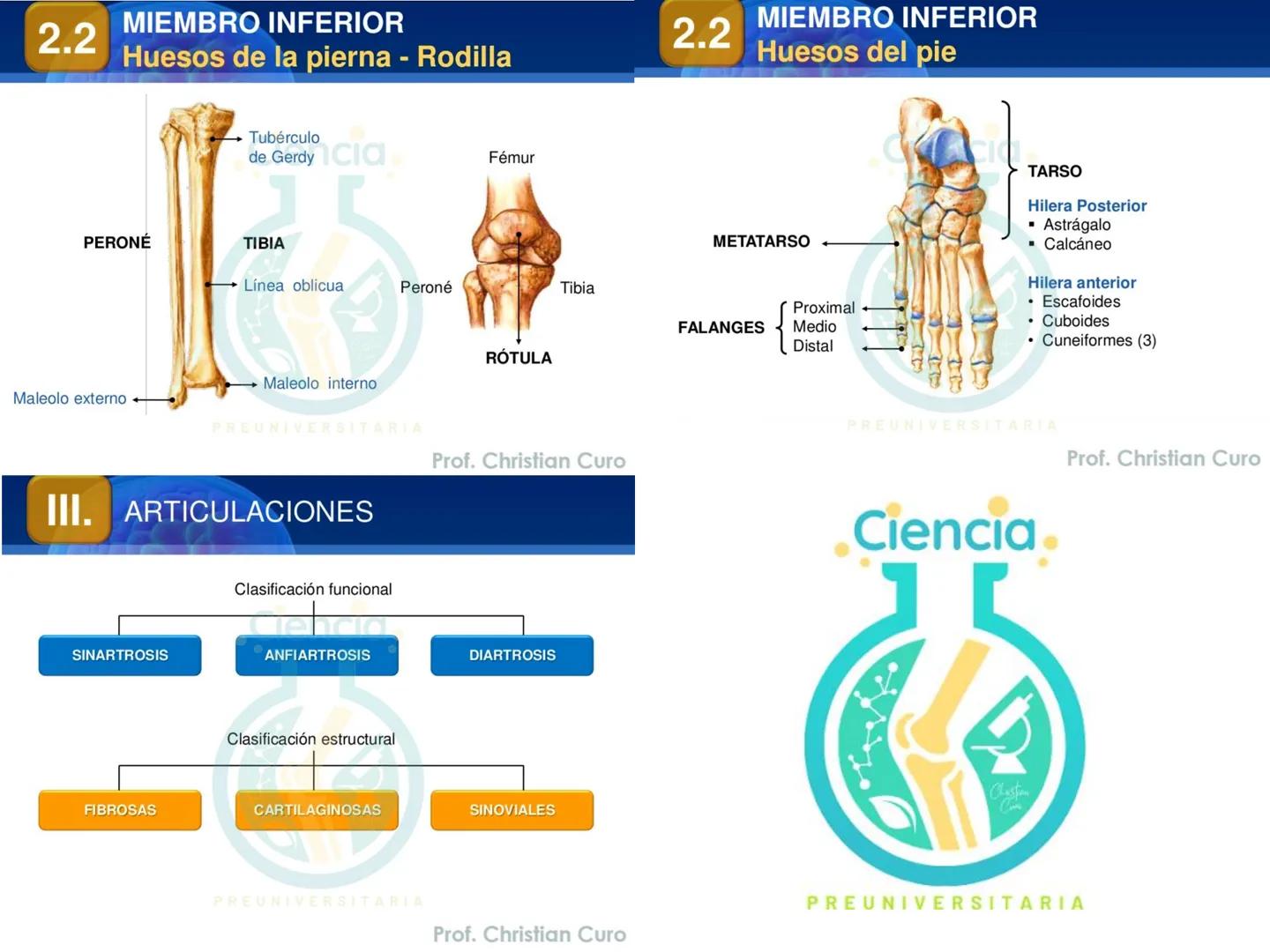 # ANATOMÍA HUMANA
# SISTEMA ÓSEO
Ciencia.
PREUNIVERSITARIA
Prof. Christian Curo
Capítulo 02
# SISTEMA ÓSEO
Conjunto de estructuras rígidas q