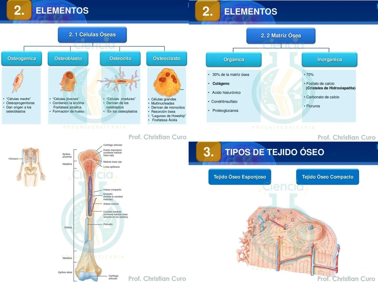 # ANATOMÍA HUMANA
# SISTEMA ÓSEO
Ciencia.
PREUNIVERSITARIA
Prof. Christian Curo
Capítulo 02
# SISTEMA ÓSEO
Conjunto de estructuras rígidas q