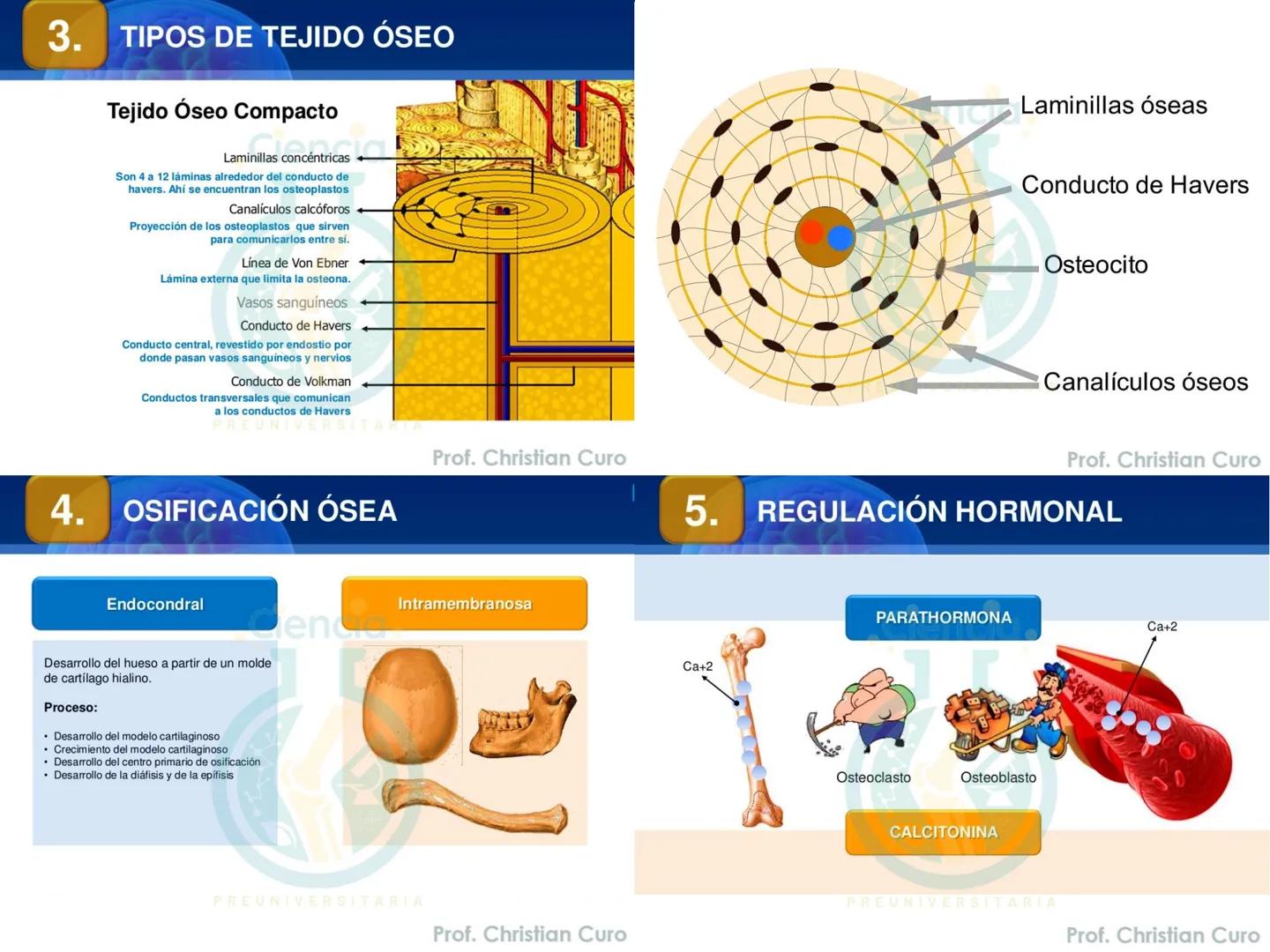 # ANATOMÍA HUMANA
# SISTEMA ÓSEO
Ciencia.
PREUNIVERSITARIA
Prof. Christian Curo
Capítulo 02
# SISTEMA ÓSEO
Conjunto de estructuras rígidas q