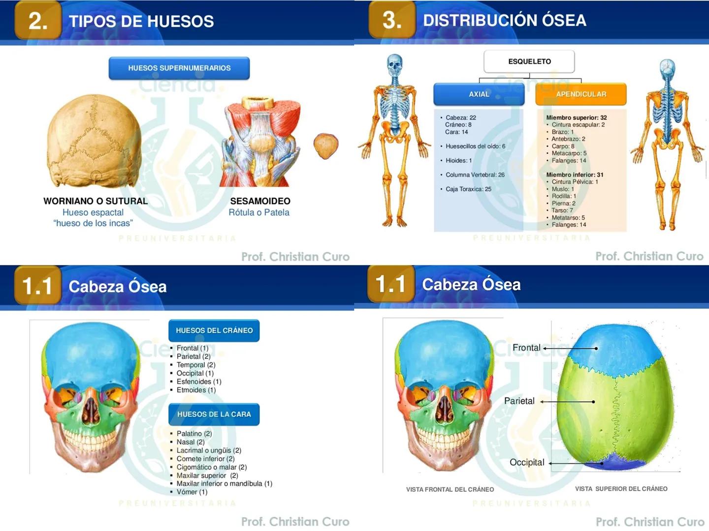 # ANATOMÍA HUMANA
# SISTEMA ÓSEO
Ciencia.
PREUNIVERSITARIA
Prof. Christian Curo
Capítulo 02
# SISTEMA ÓSEO
Conjunto de estructuras rígidas q