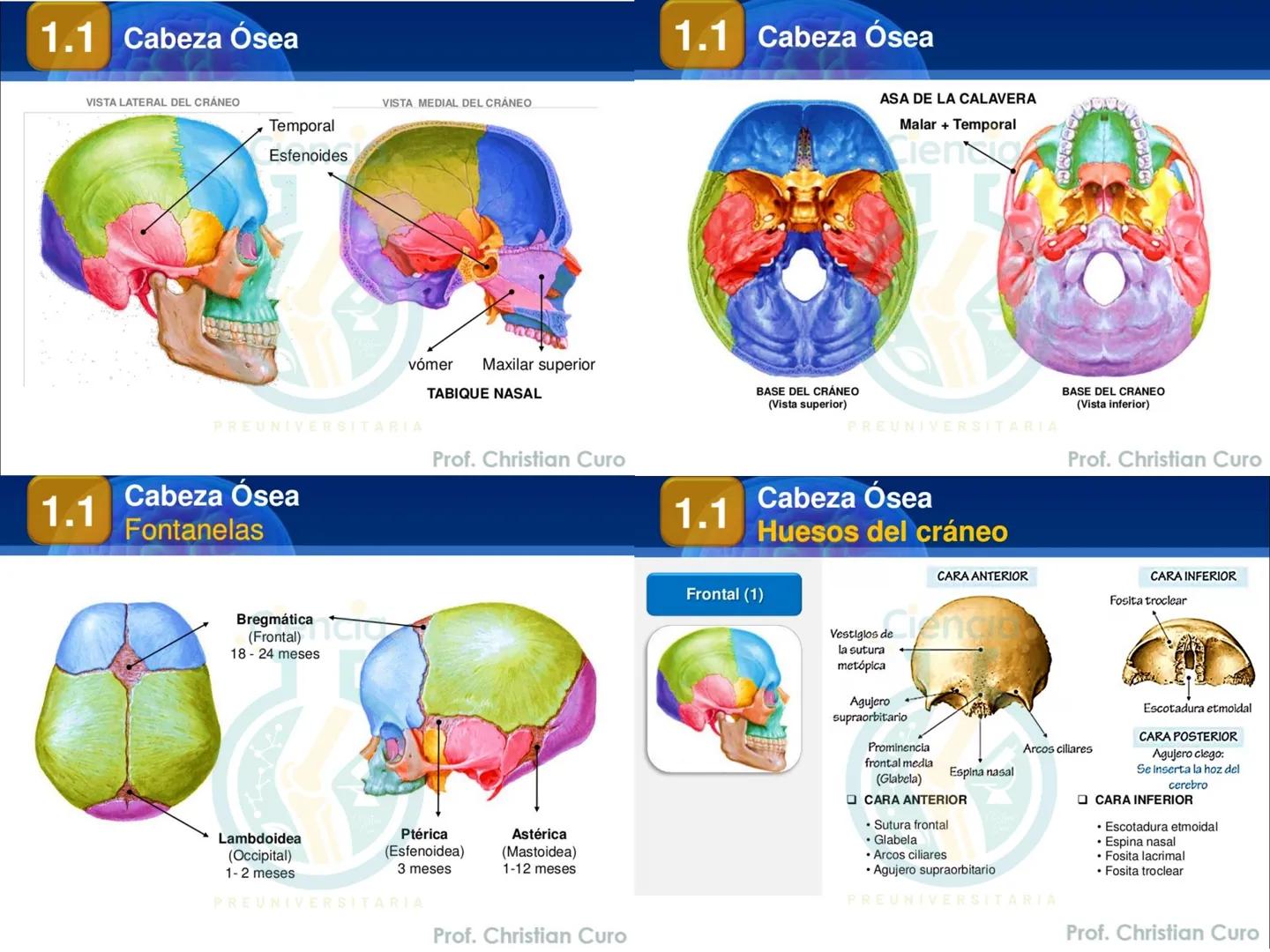 # ANATOMÍA HUMANA
# SISTEMA ÓSEO
Ciencia.
PREUNIVERSITARIA
Prof. Christian Curo
Capítulo 02
# SISTEMA ÓSEO
Conjunto de estructuras rígidas q