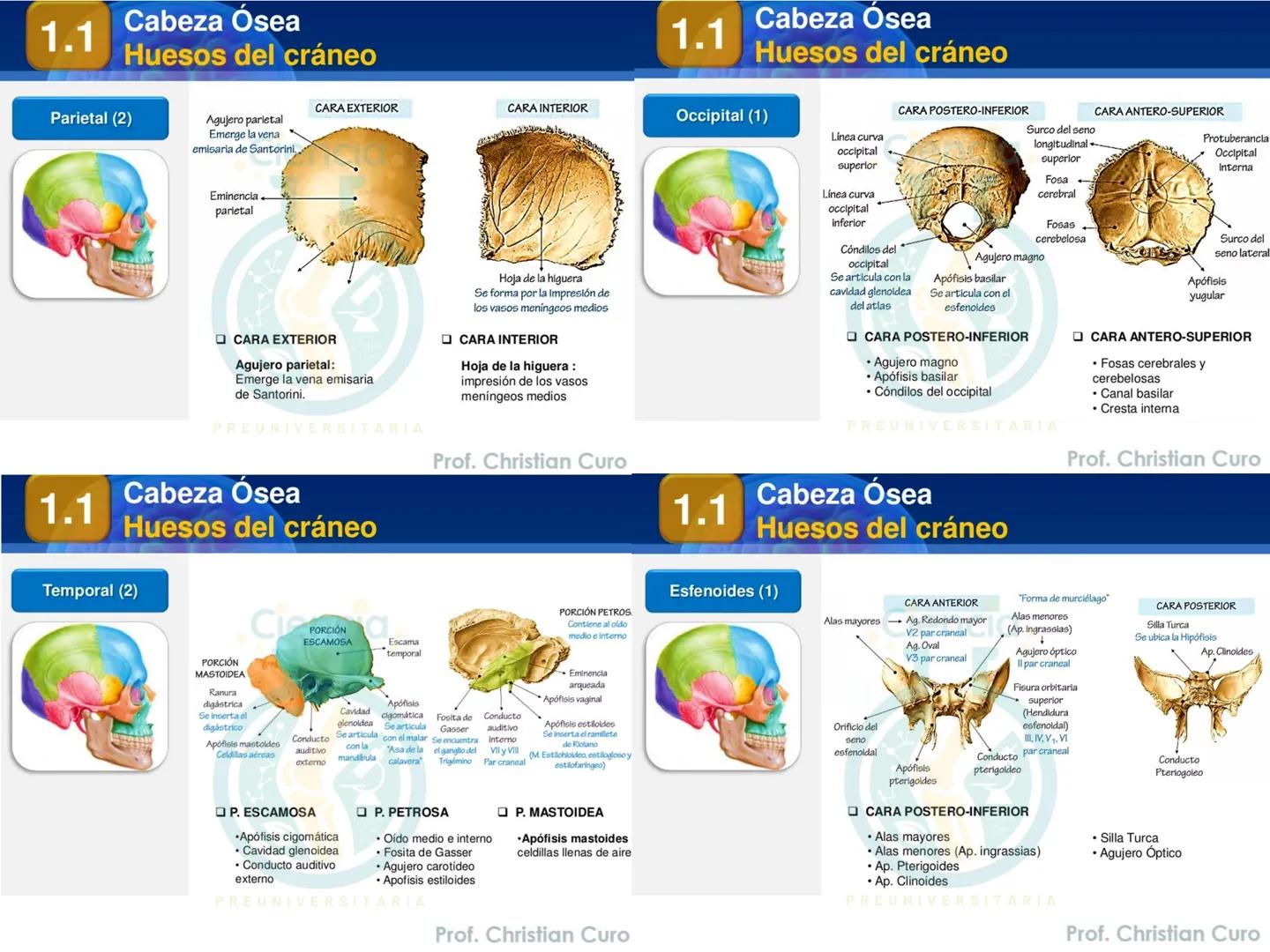 # ANATOMÍA HUMANA
# SISTEMA ÓSEO
Ciencia.
PREUNIVERSITARIA
Prof. Christian Curo
Capítulo 02
# SISTEMA ÓSEO
Conjunto de estructuras rígidas q